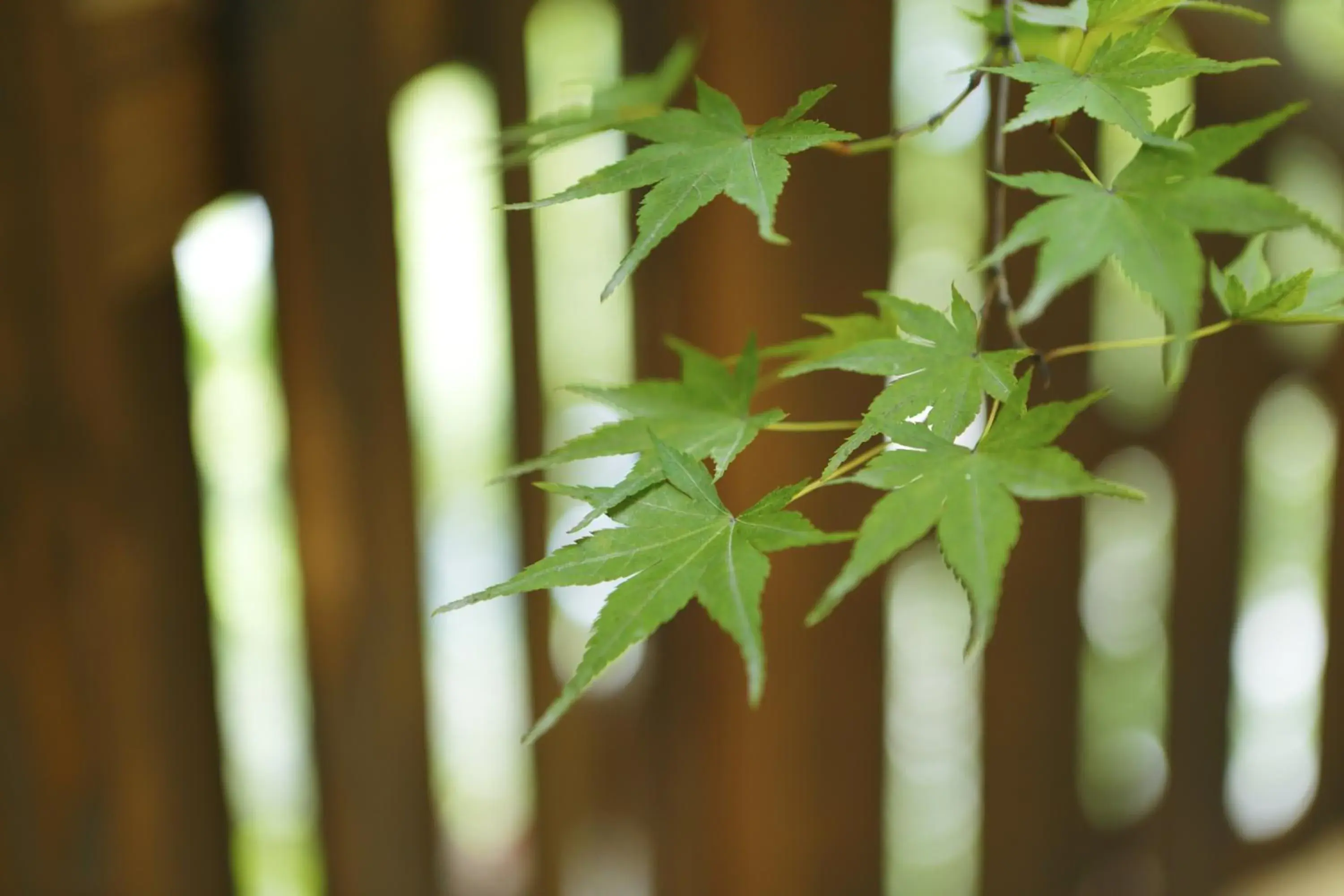 Other in Negiya Ryofukaku