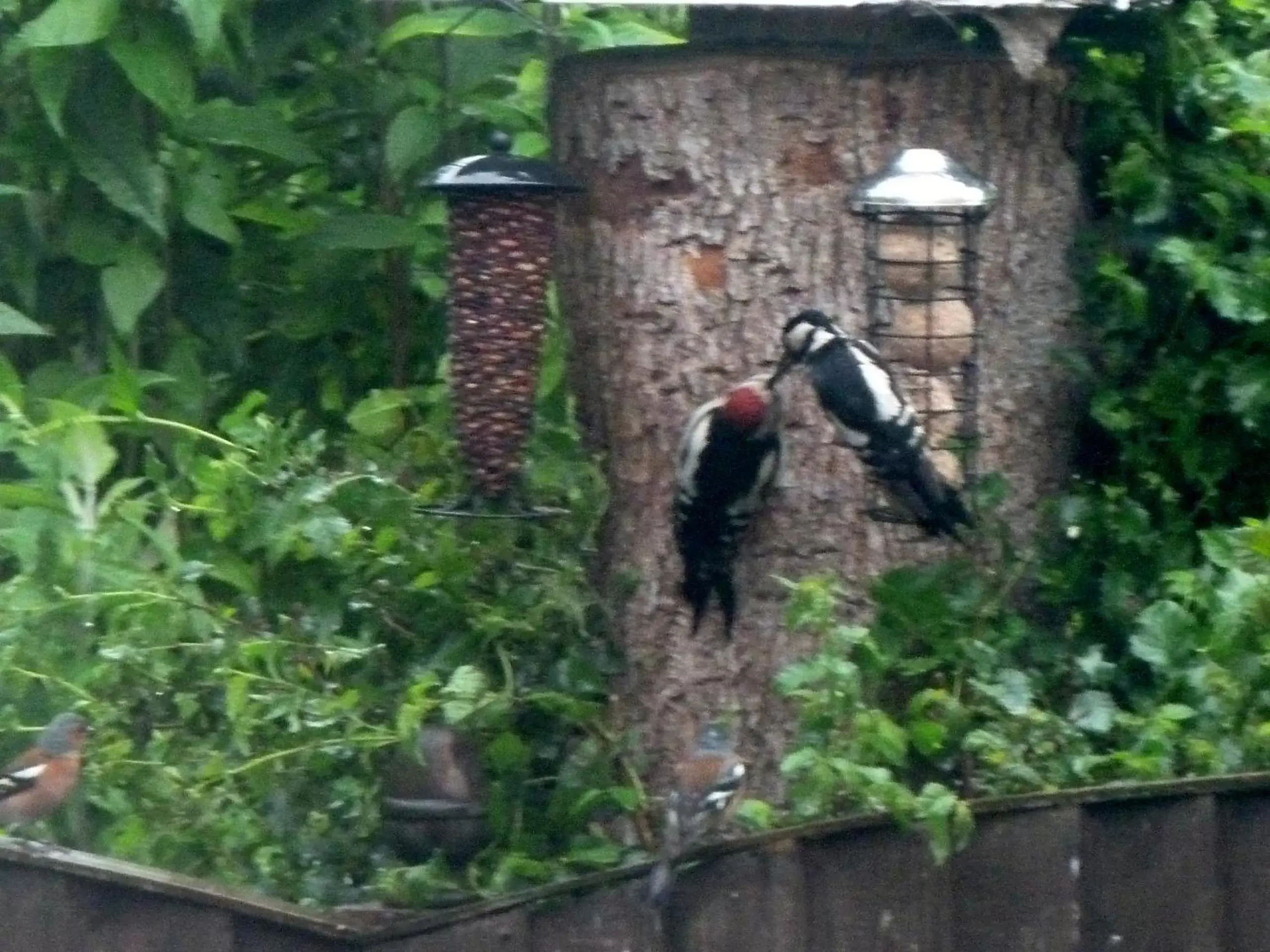 View (from property/room), Other Animals in Oakenholt Farm Bed and Breakfast