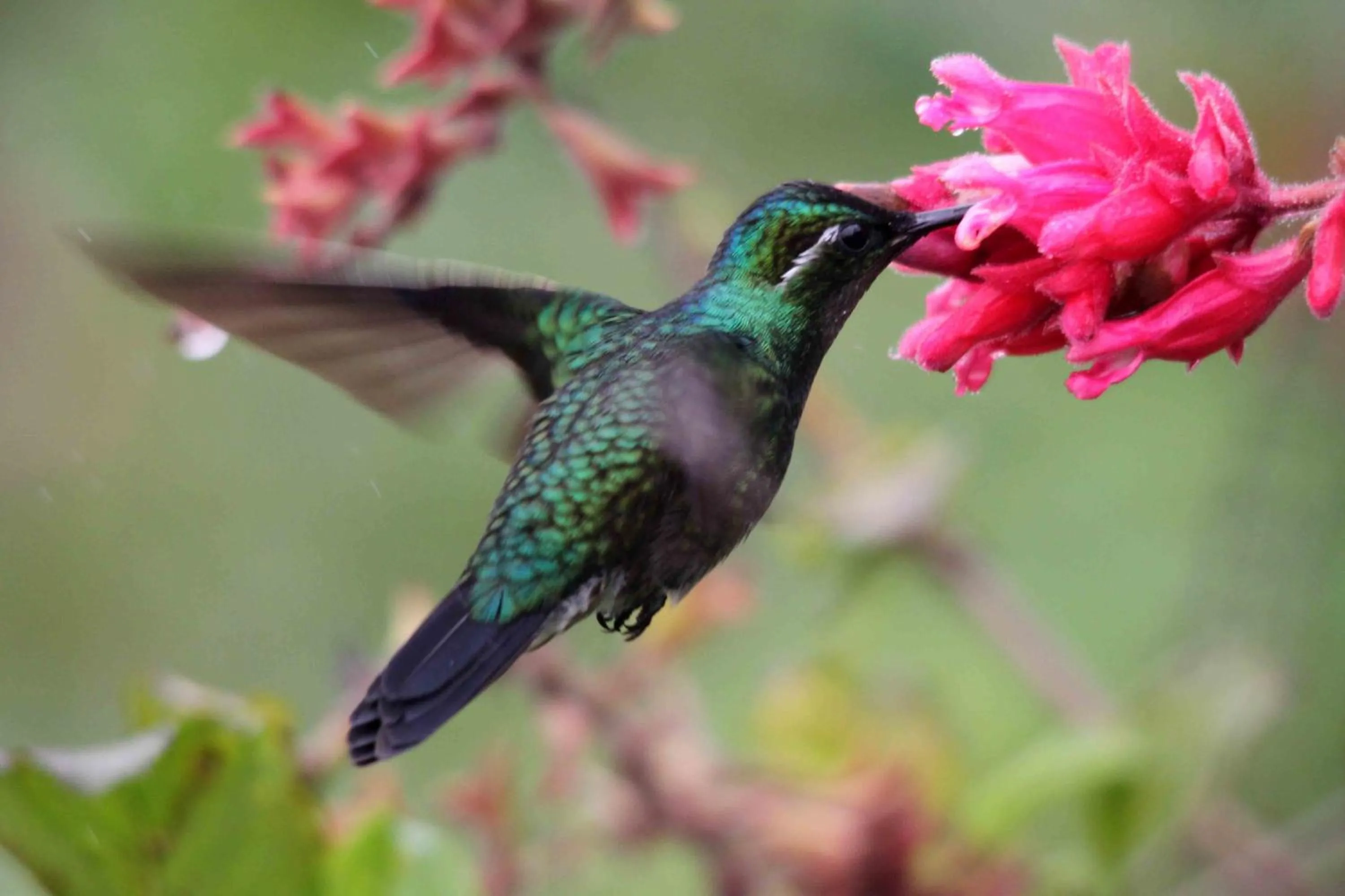 Day in Poas Volcano Lodge