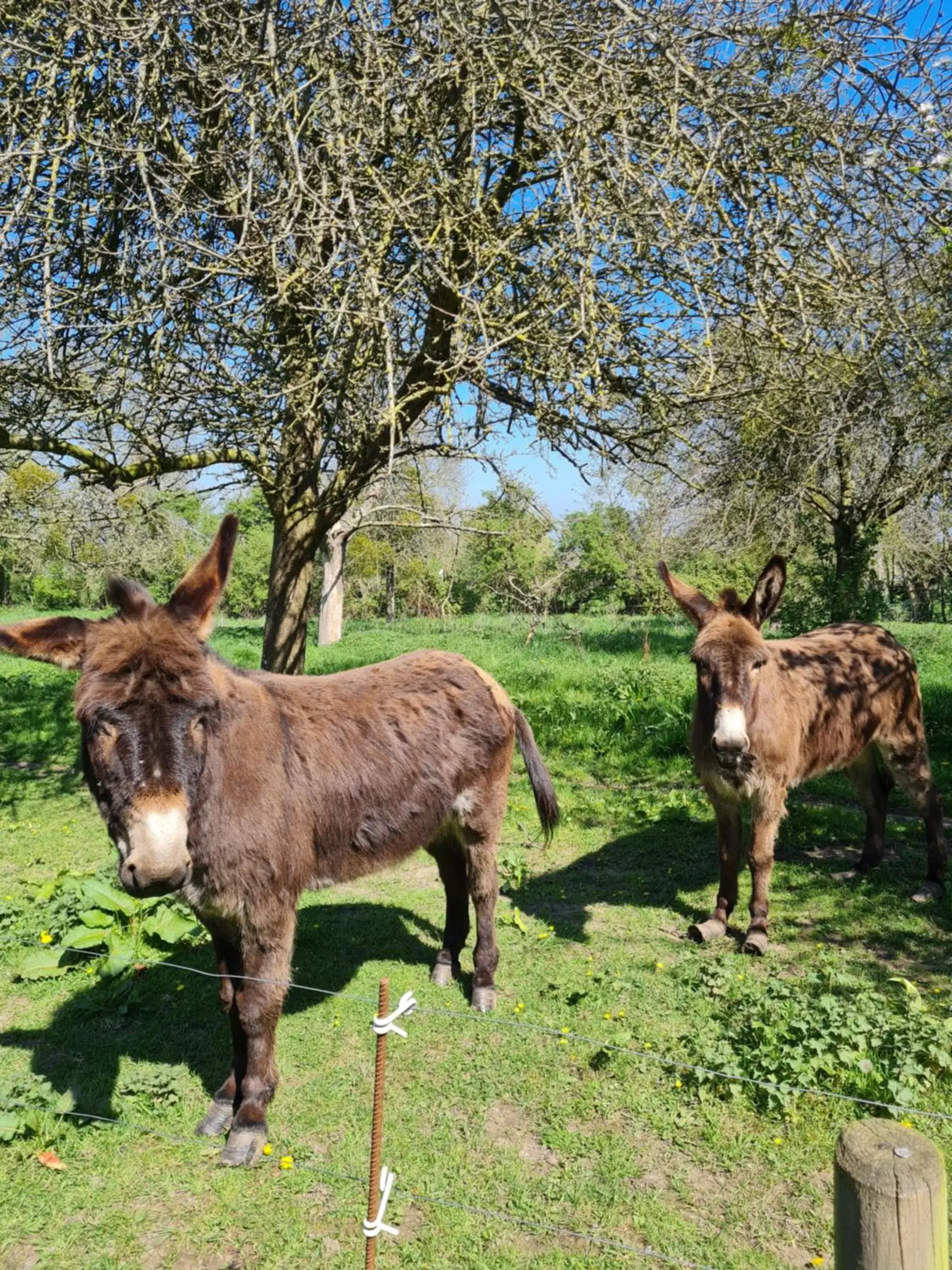 Other Animals in Domaine De La Cour Vautier