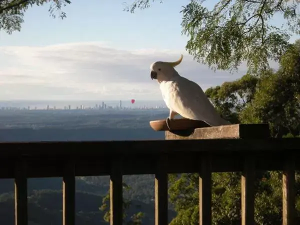 Balcony/Terrace, Other Animals in Tamborine Mountain Bed and Breakfast