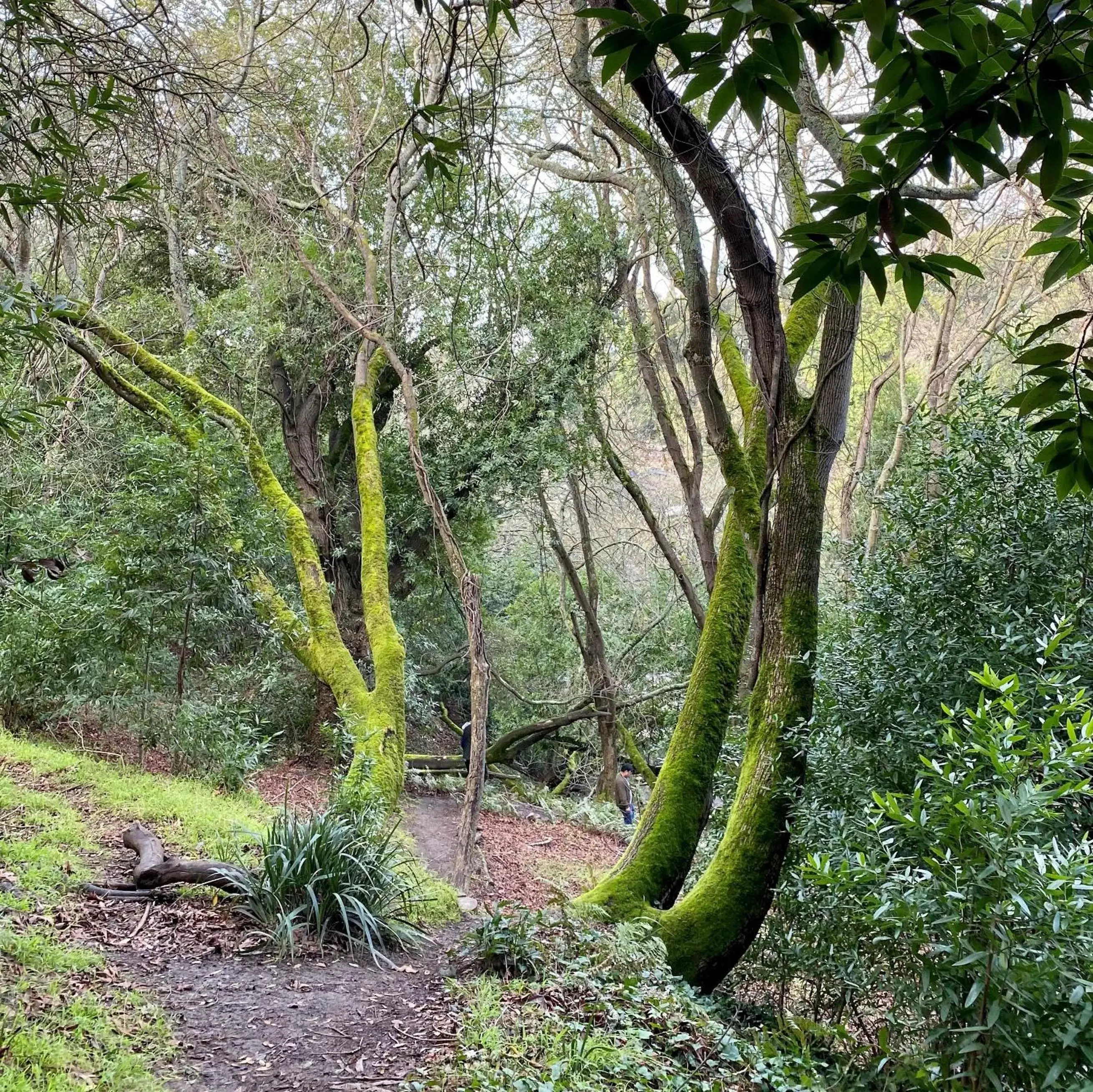 Hiking, Garden in The Claremont Club & Spa, A Fairmont Hotel