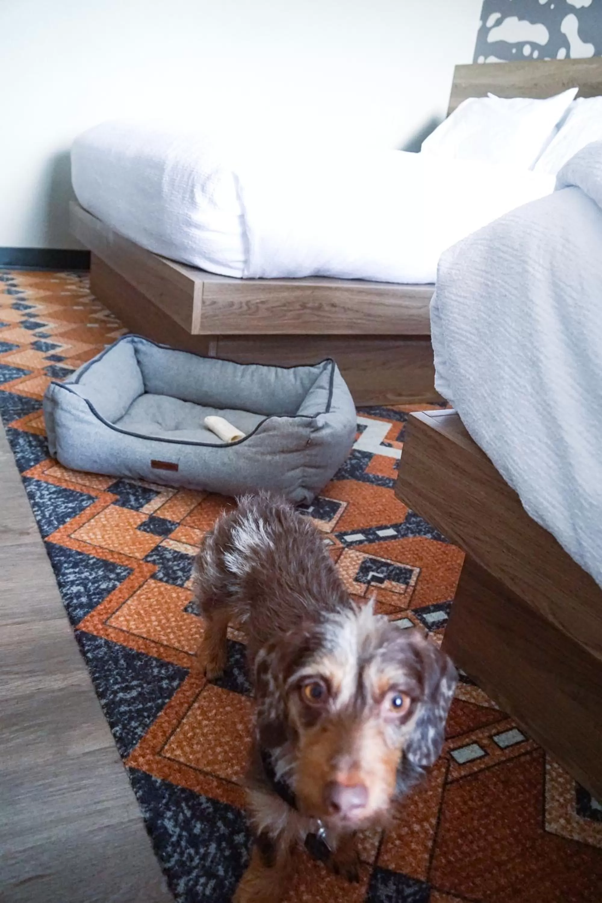 2 Queen Beds, Stair Access Only, Pet Friendly, No Smoking in Holiday Inn Estes Park by IHG