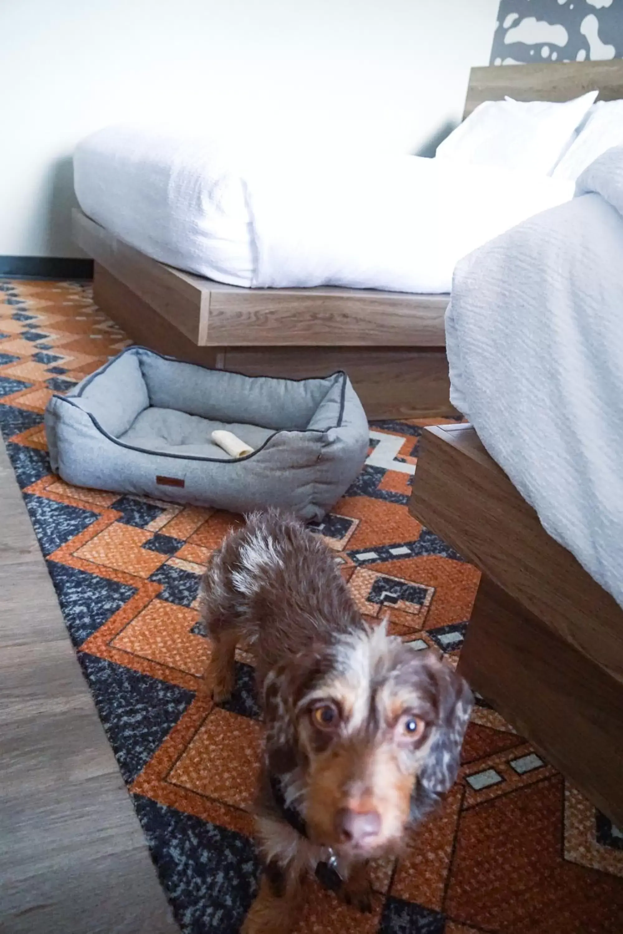 2 Queen Beds, Stair Access Only, Pet Friendly, No Smoking in Holiday Inn Estes Park by IHG 2 Queen Beds, Stair Access Only, Pet Friendly, No Smoking in Holiday Inn Estes Park by IHG