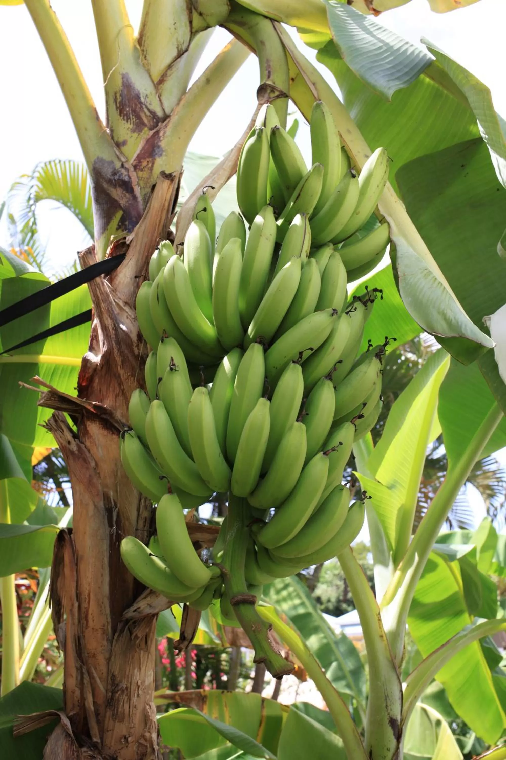 Hôtel Les Bananiers