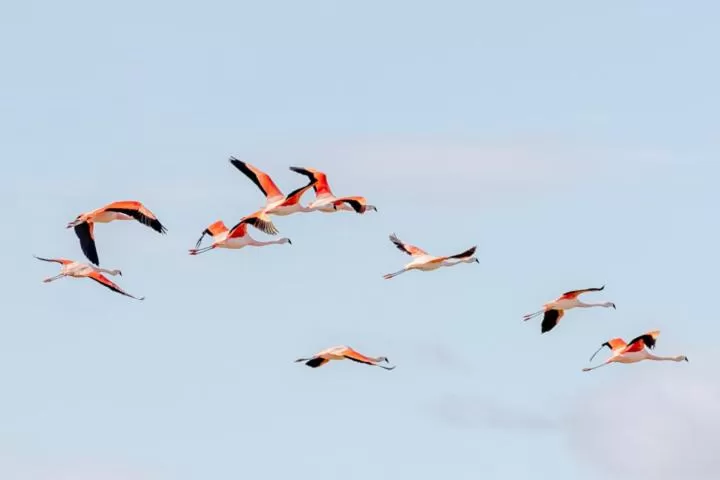 Other Animals in Hostería El Galpón Del Glaciar