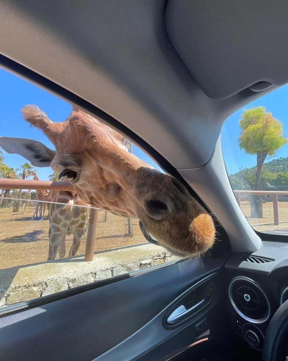 Animals in Palazzo De Luca by Apulia Hospitality