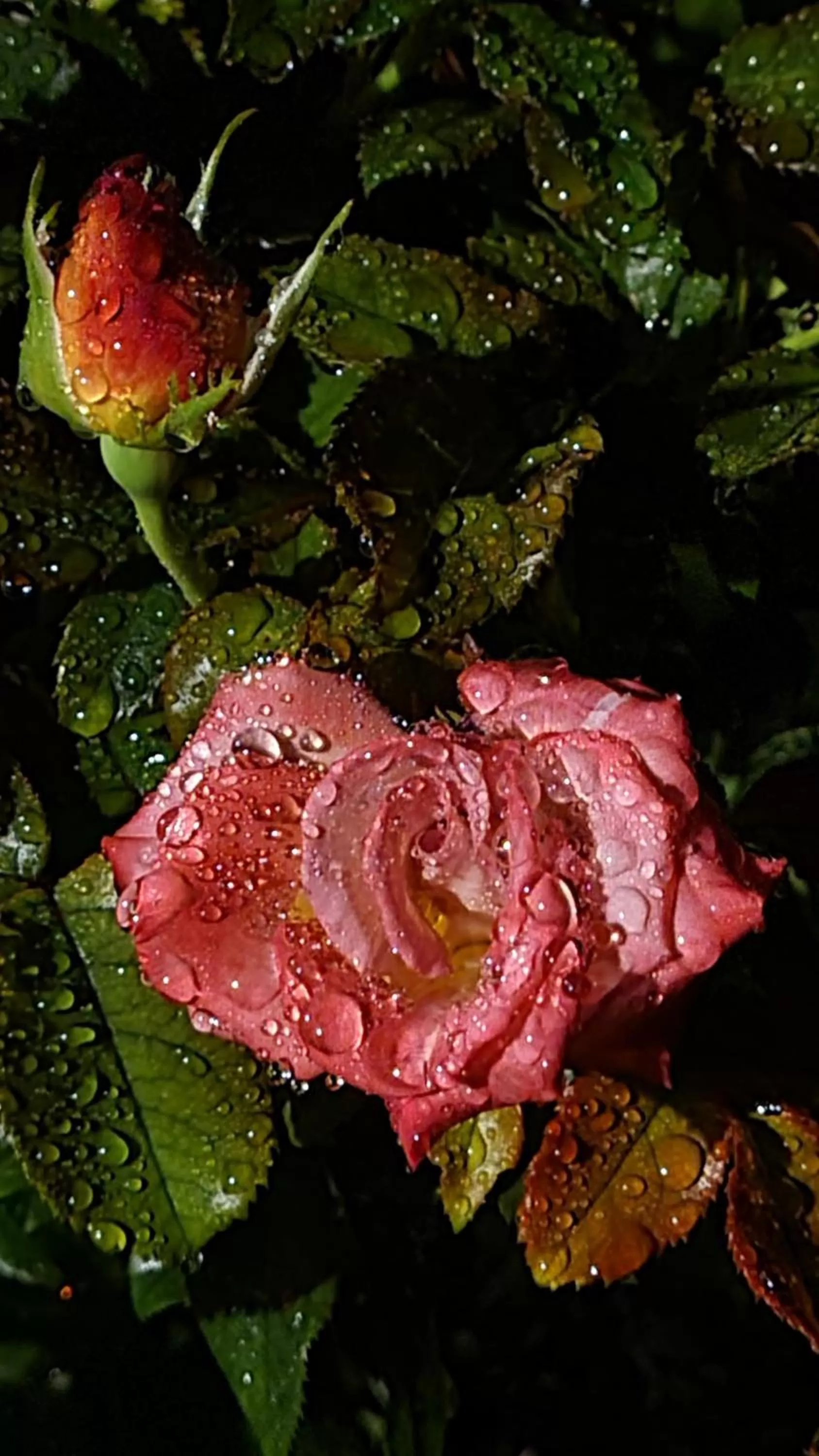 Garden in lesroses1680