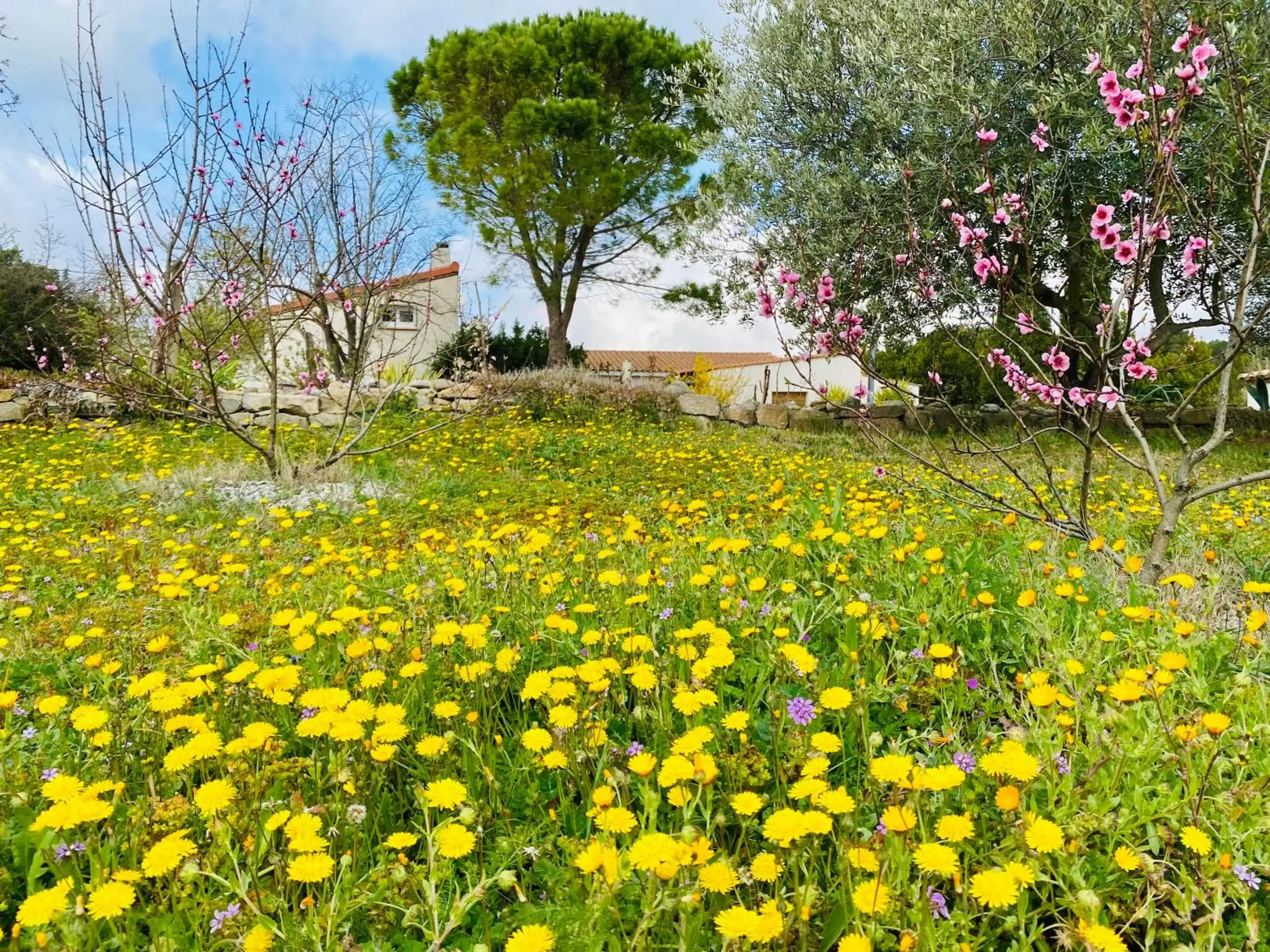 Garden in Mas des Tournevents