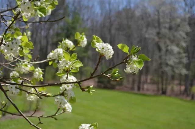 Garden in Asheville Cabins of Willow Winds