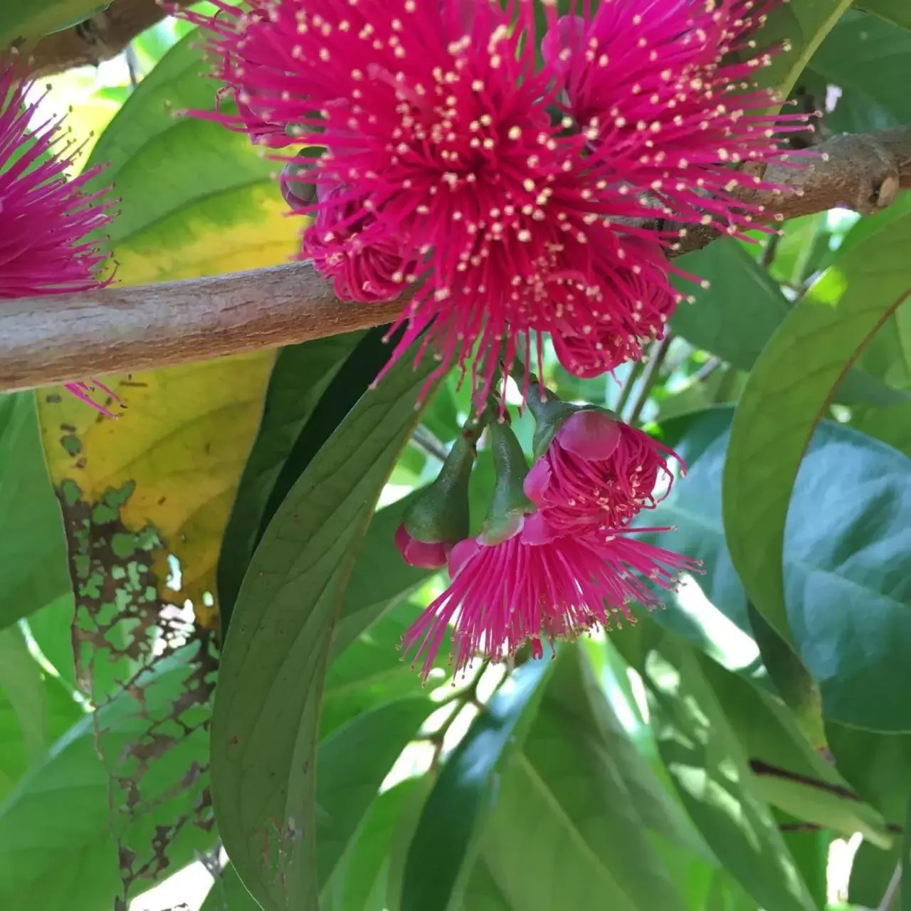 Garden in Coffee Garden