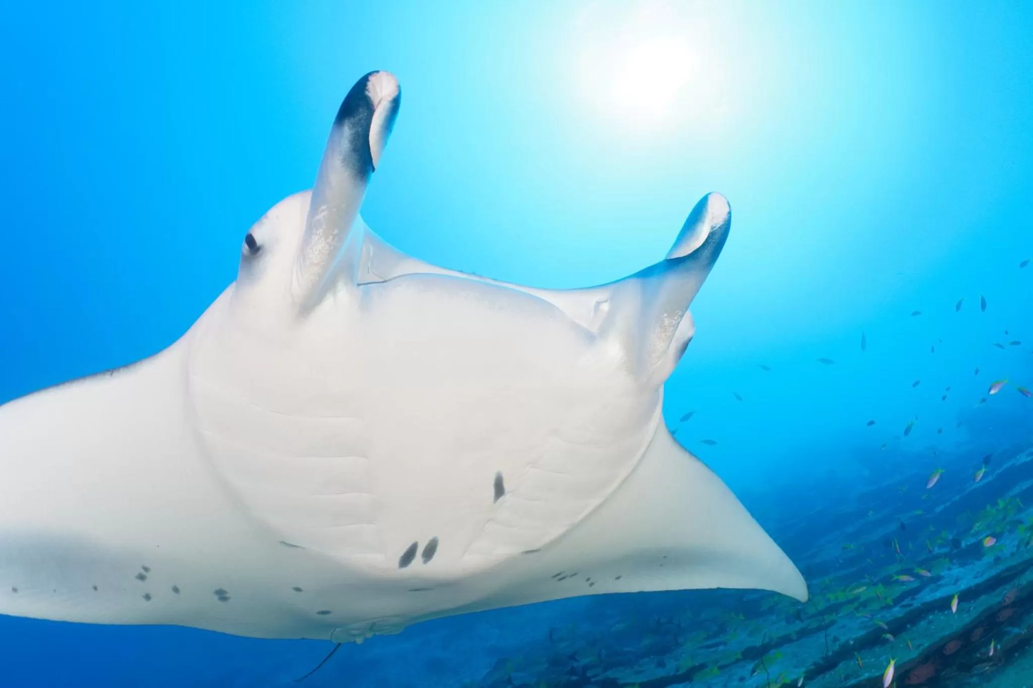 Diving in Canareef Resort Maldives