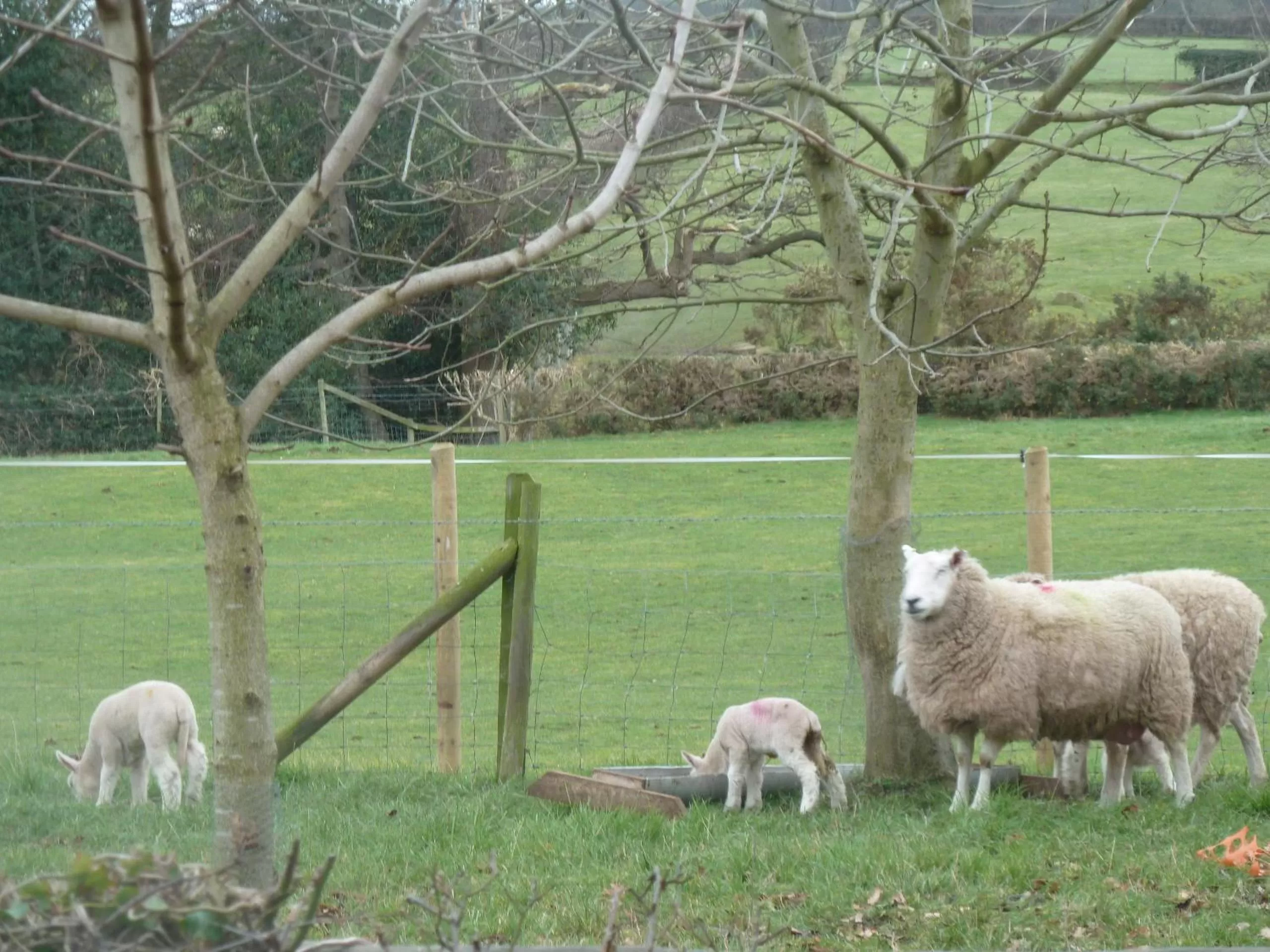 Animals in Oakenholt Farm Bed and Breakfast