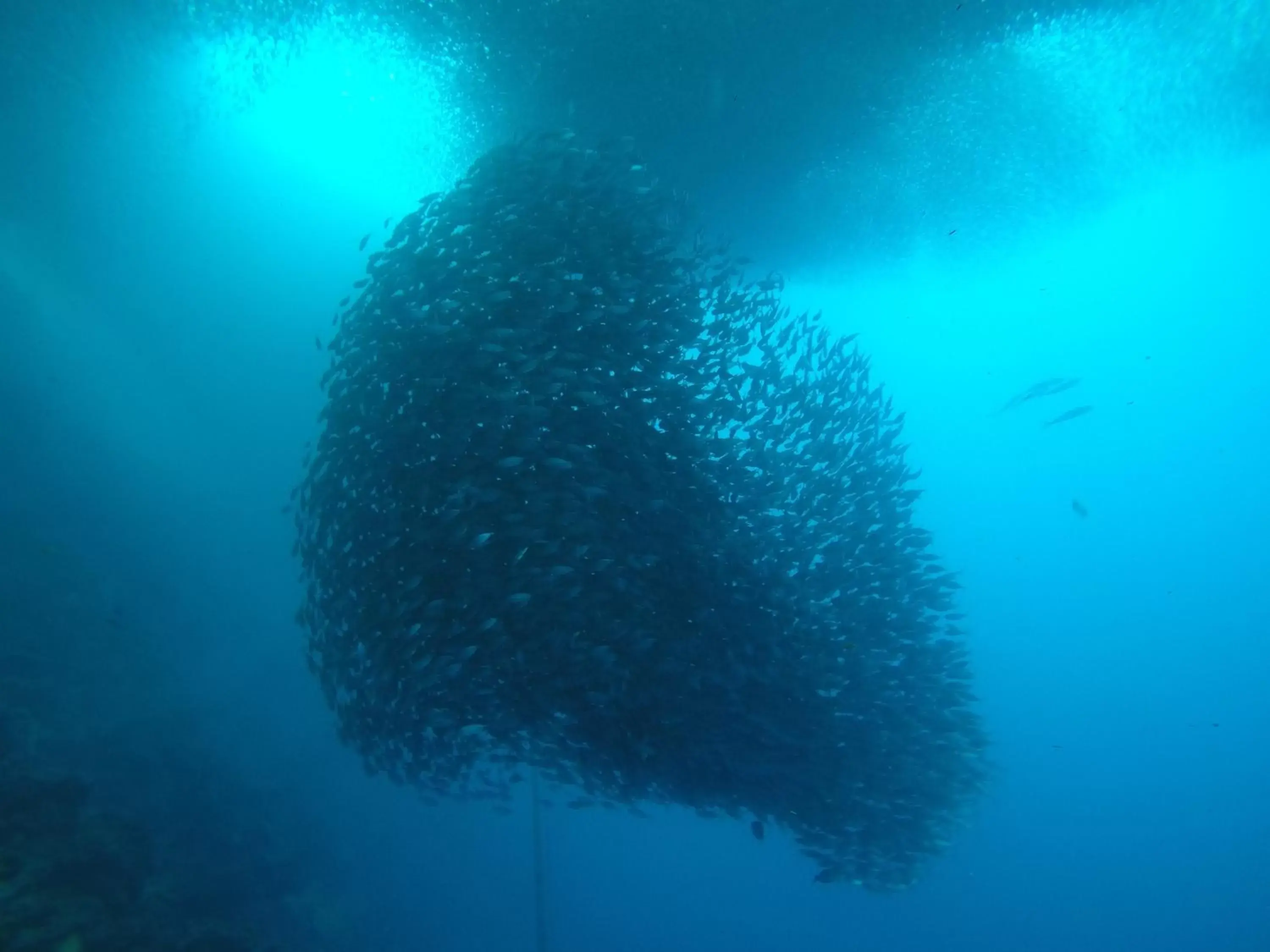 Snorkeling, Other Animals in West Coast Beach House