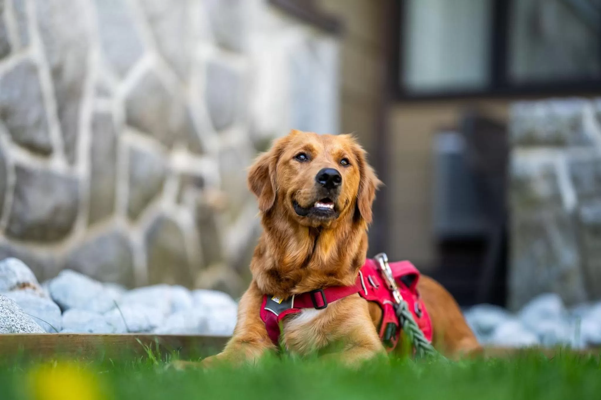 Pets in Whistler Village Inn & Suites