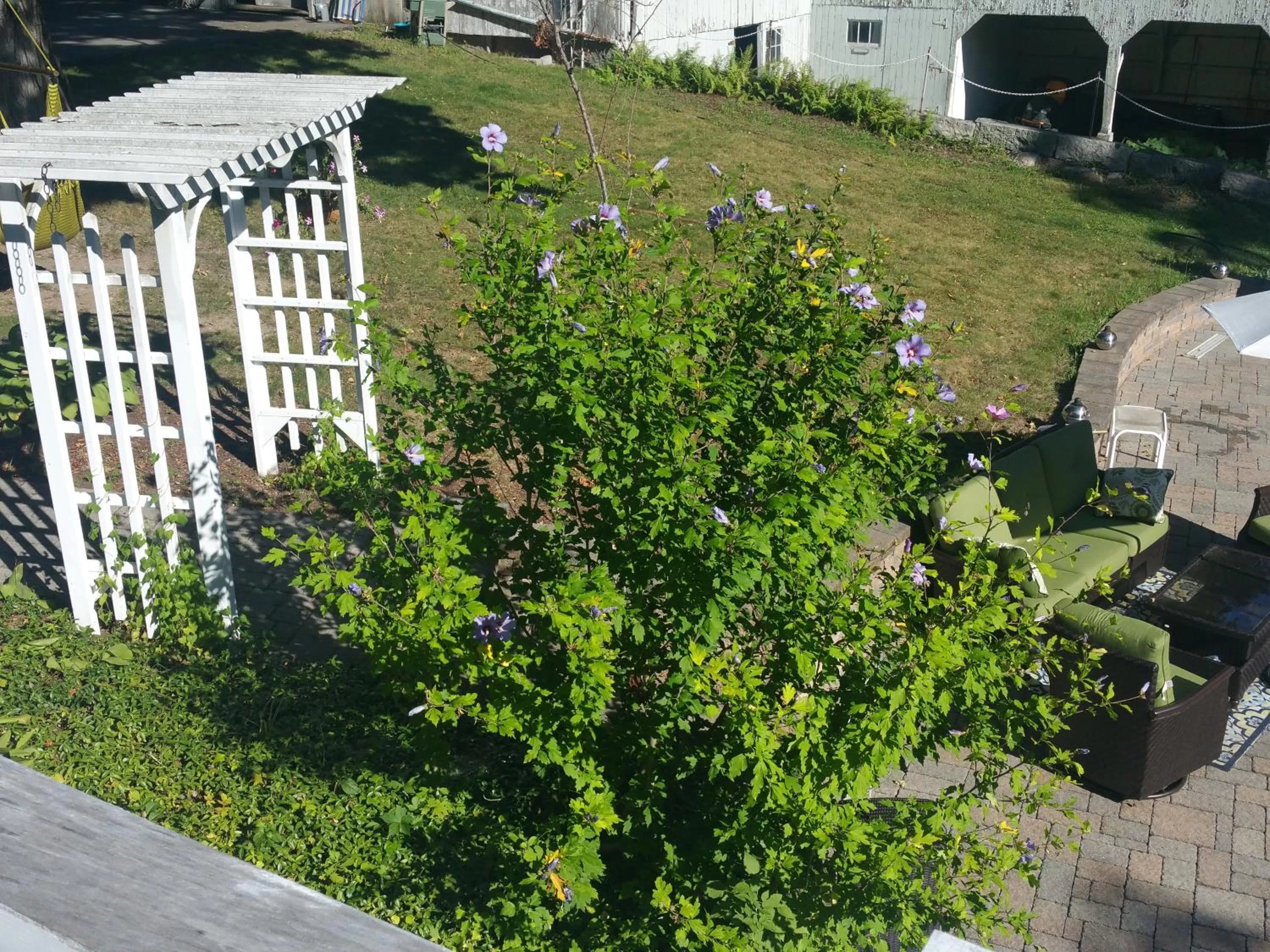 Garden in The Bevin House B&B