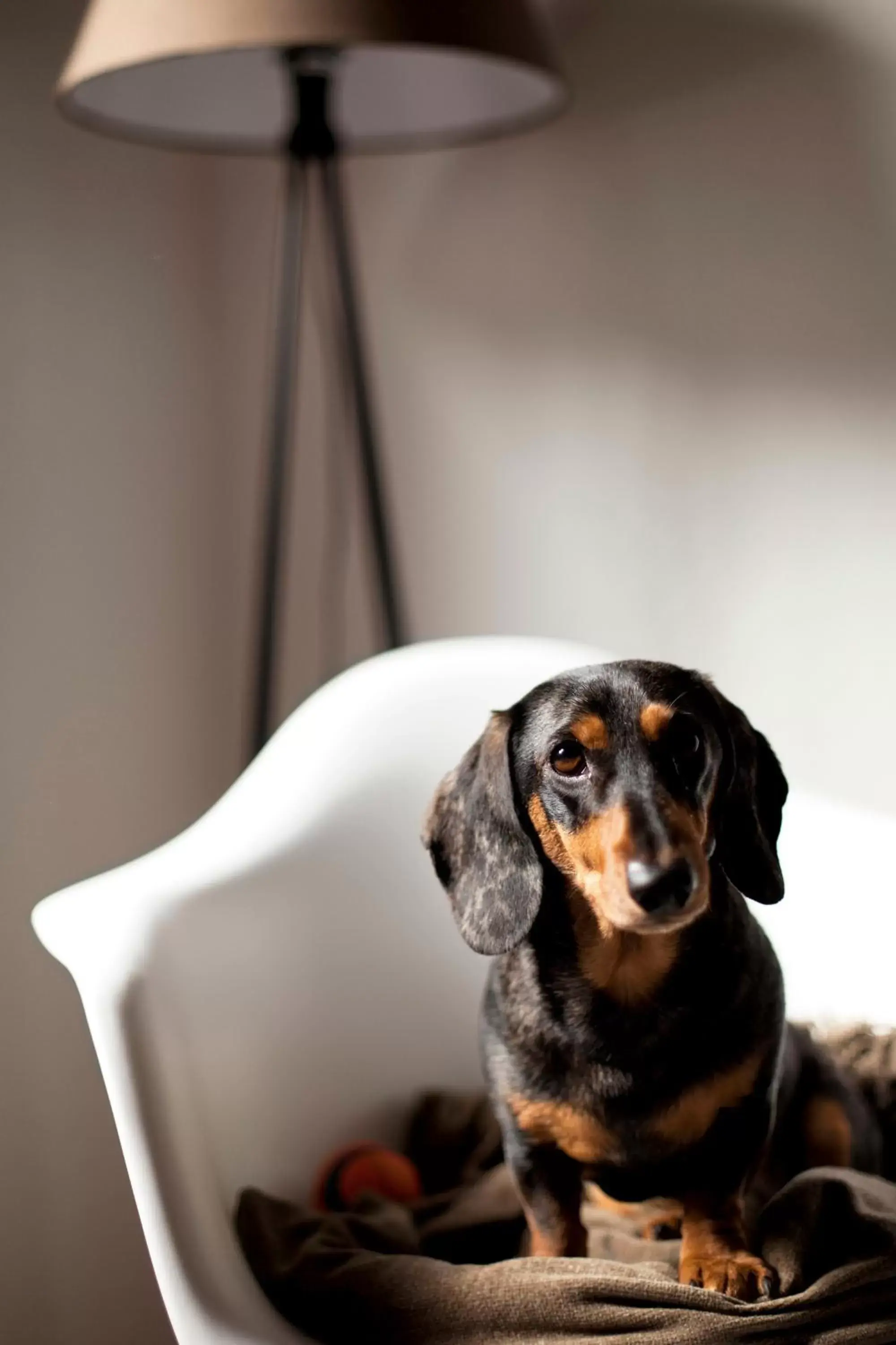 Pets in Continuum Hotel