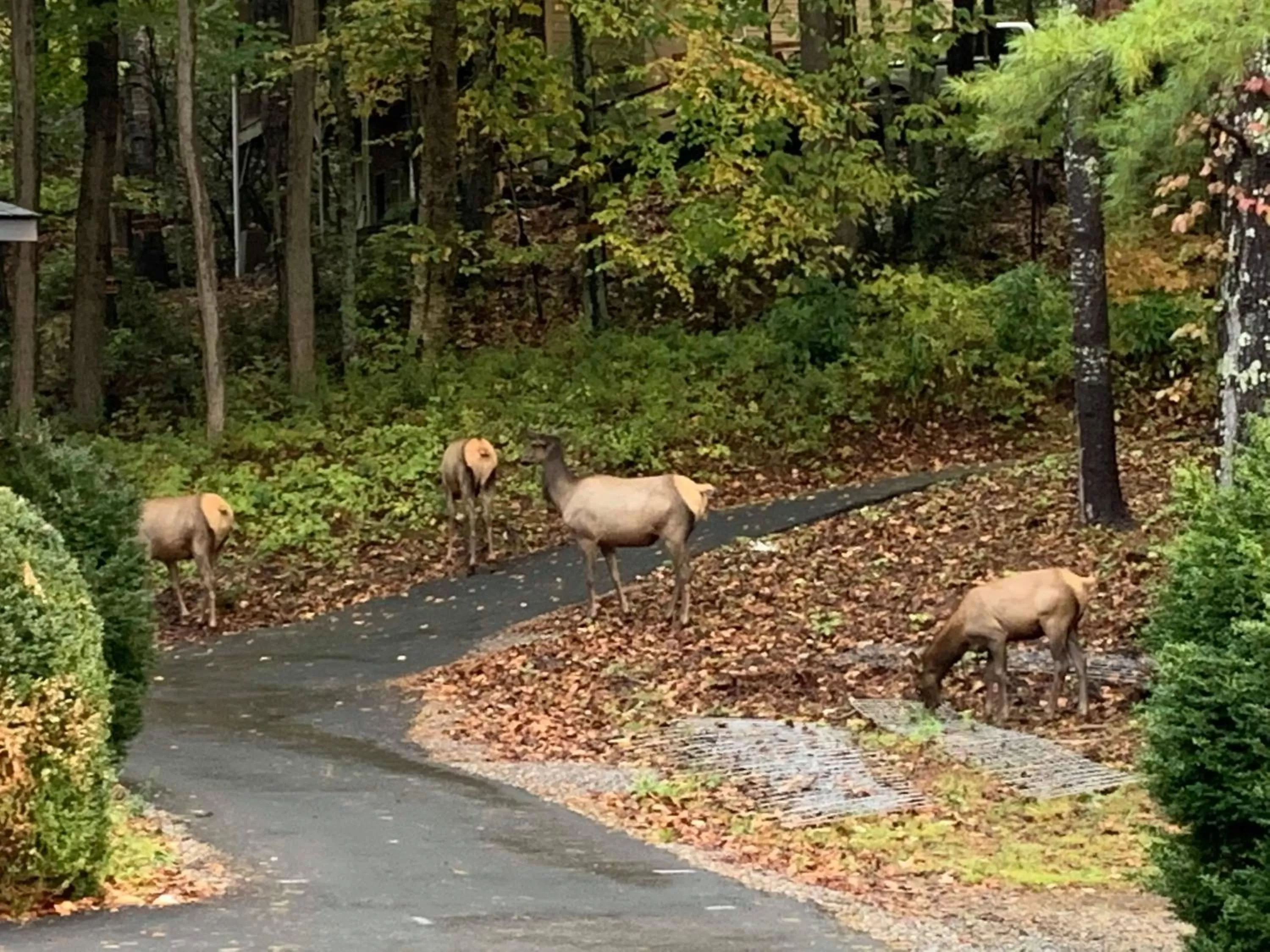 View (from property/room), Other Animals in Route 19 Inn