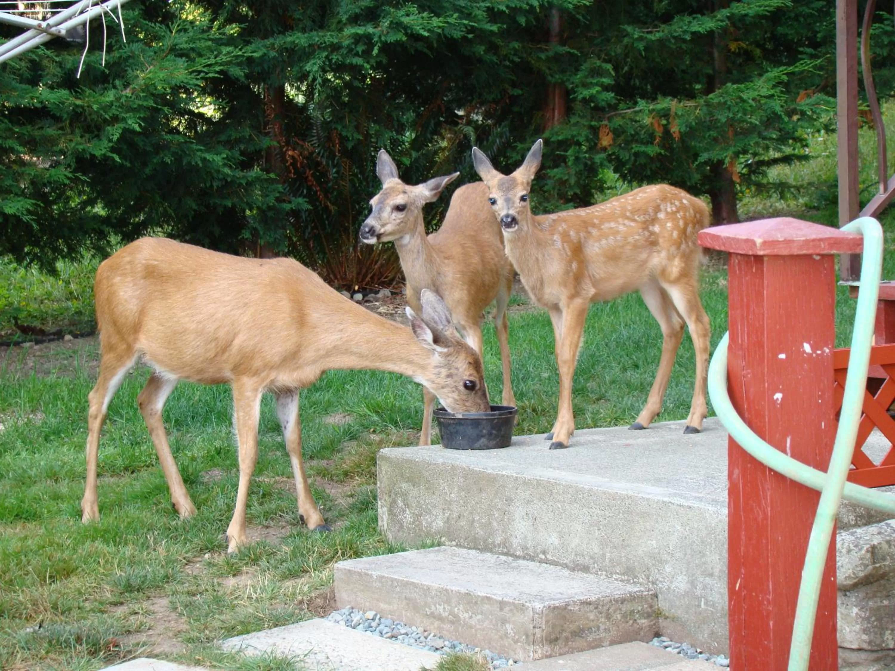 Garden, Other Animals in Hummers Haven Bed and Breakfast