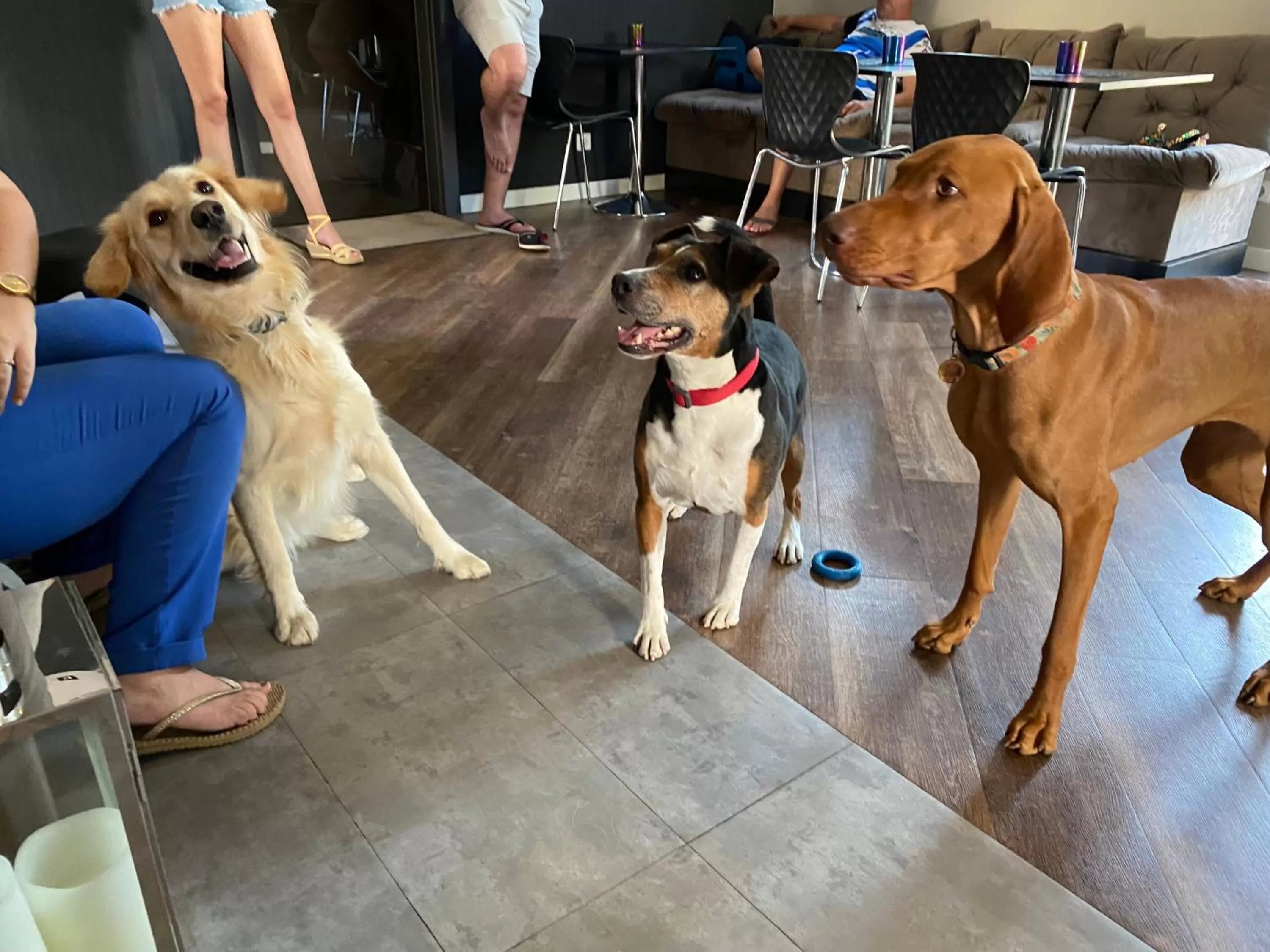 Pets in Margaréta Garden & SPA