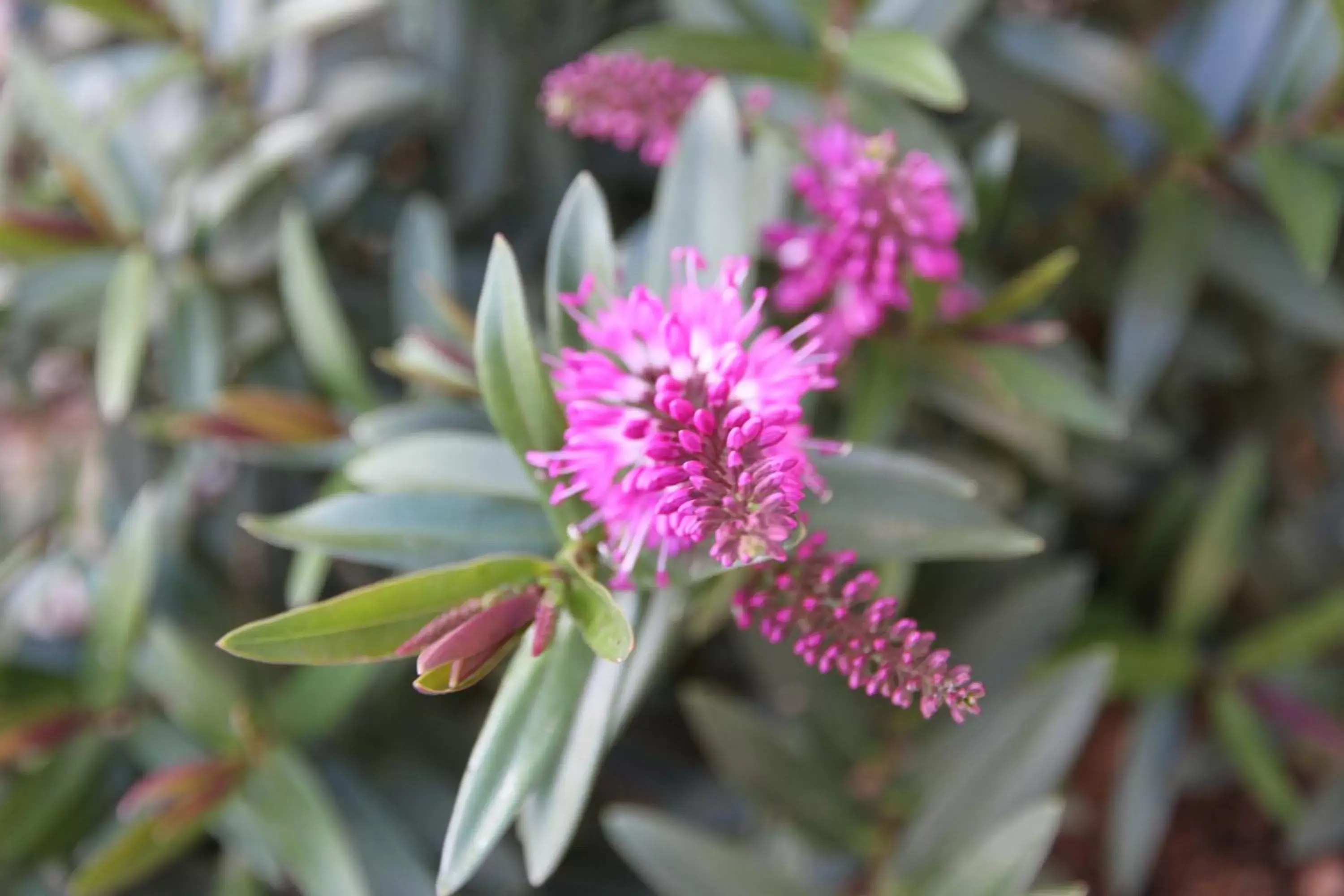 Breakfast in Grand Manor Motor Inn Breakfast in Grand Manor Motor Inn