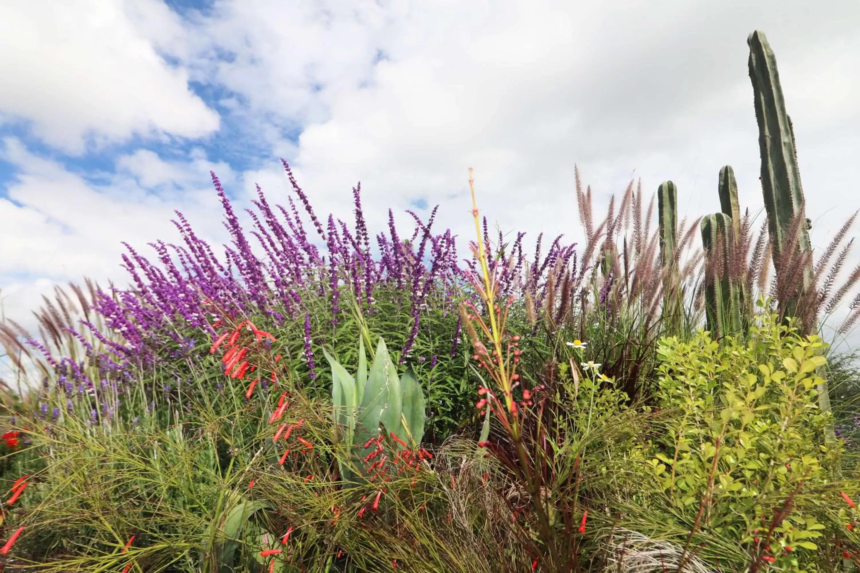 Garden, Other Animals in Albor San Miguel de Allende, Tapestry Collection by Hilton