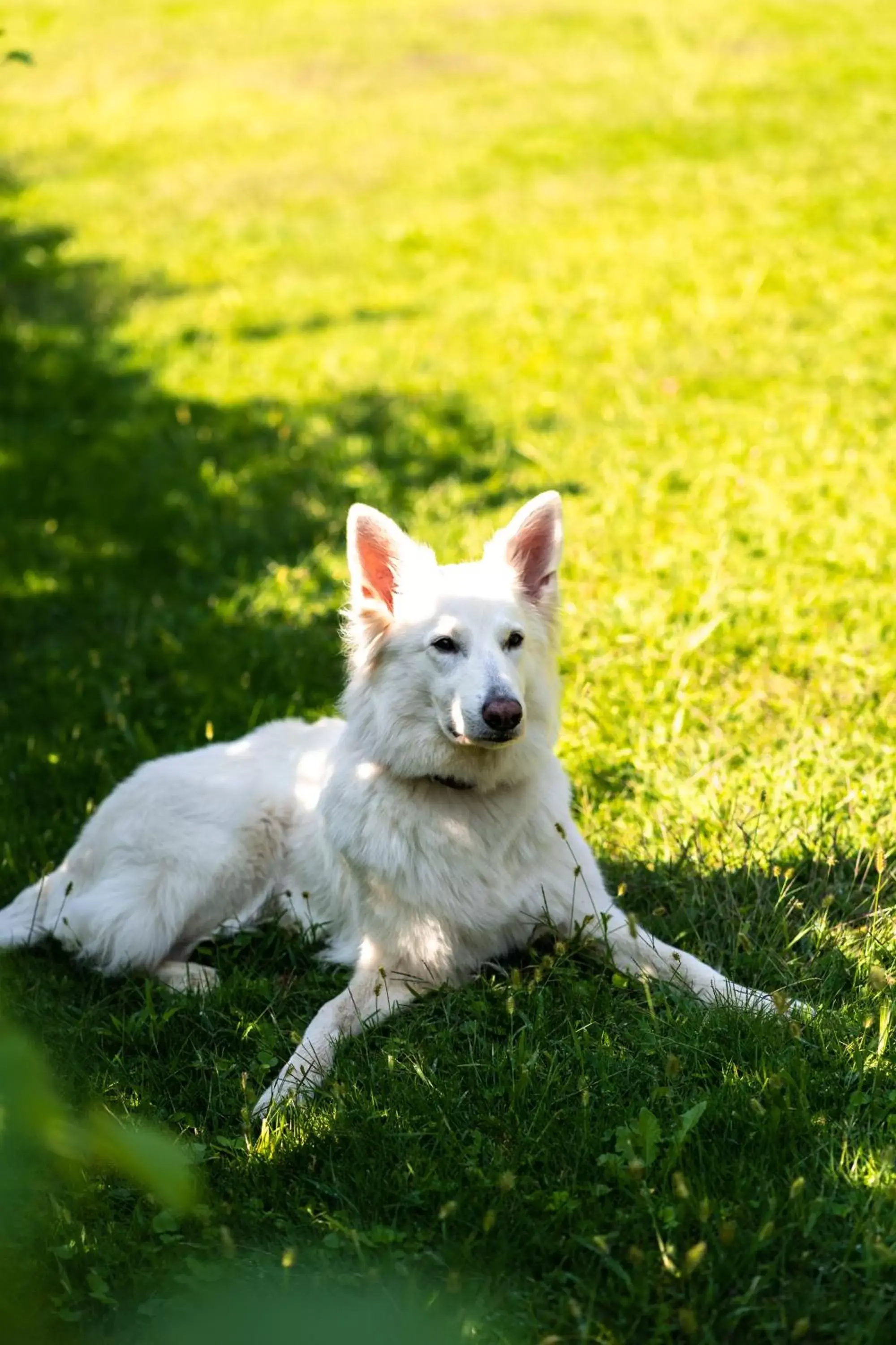 Pets in Hotel Der Heinrichshof