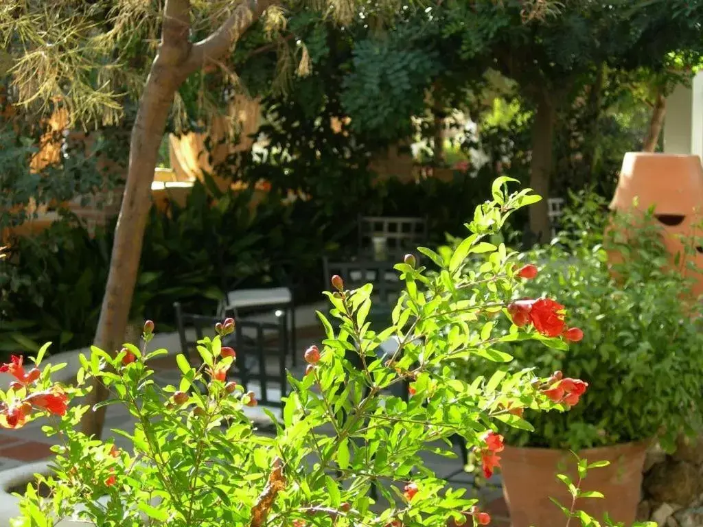 Garden in Hotel Alcadima