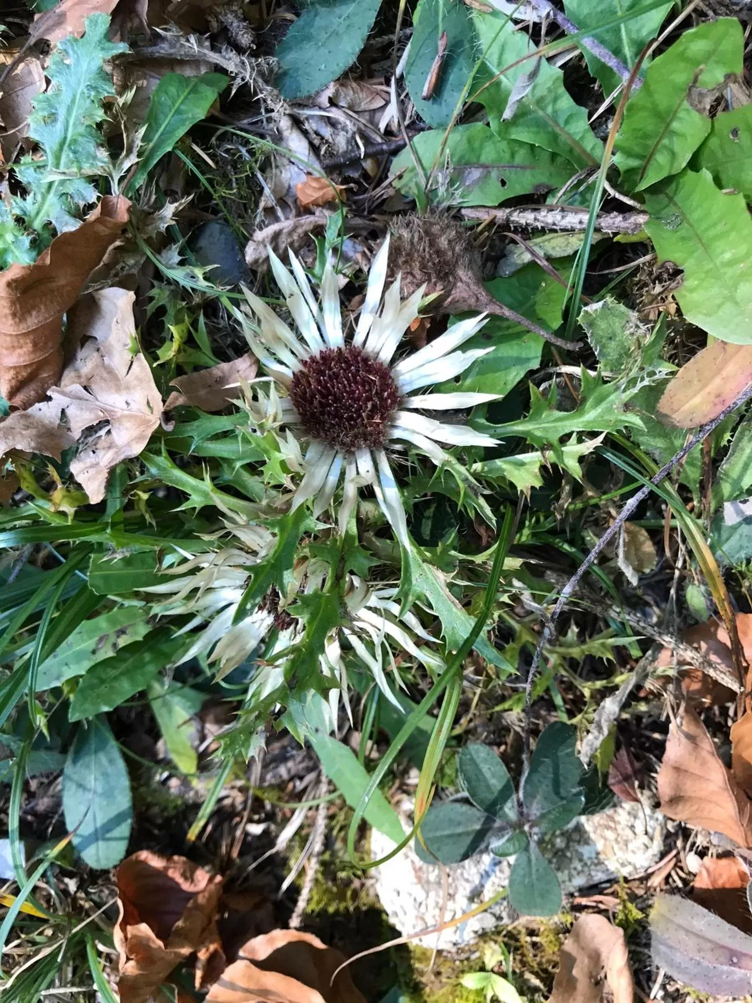 Off site in Landhotel Der Distelhof mit Scheunencafé