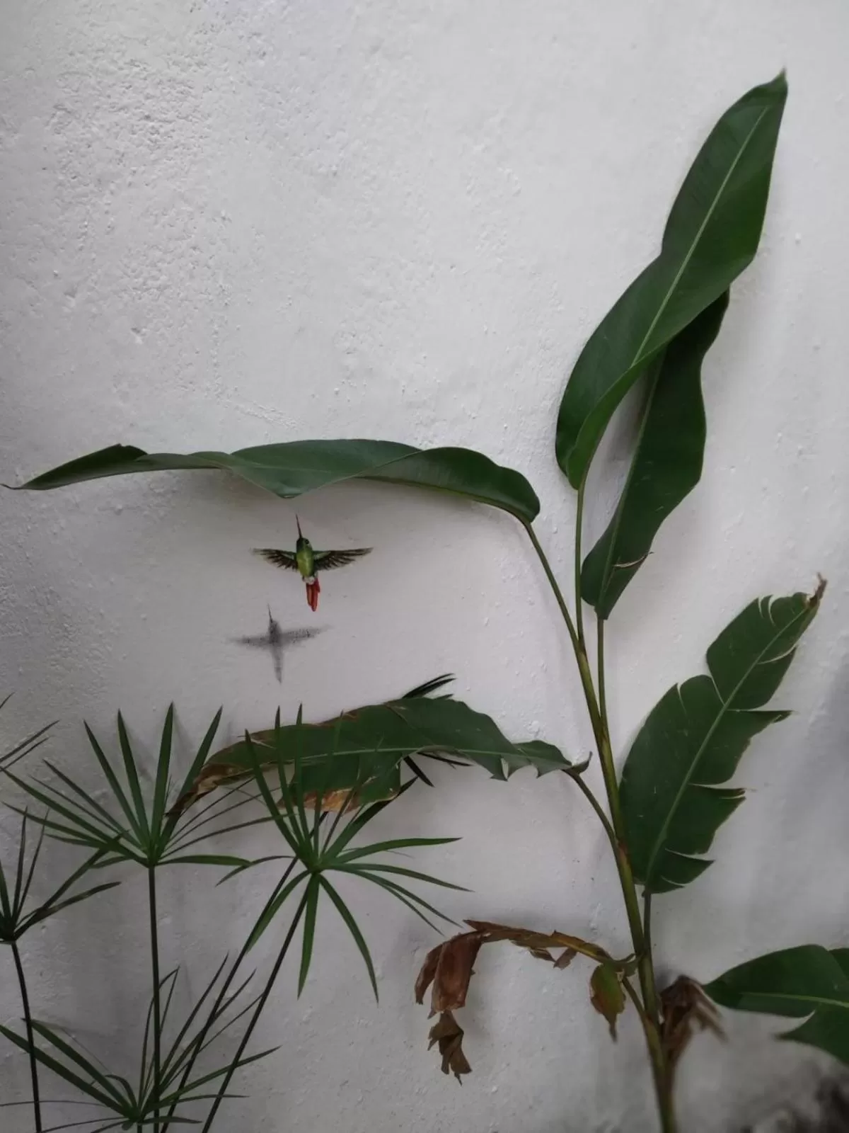 Garden in Hotel La Caracola