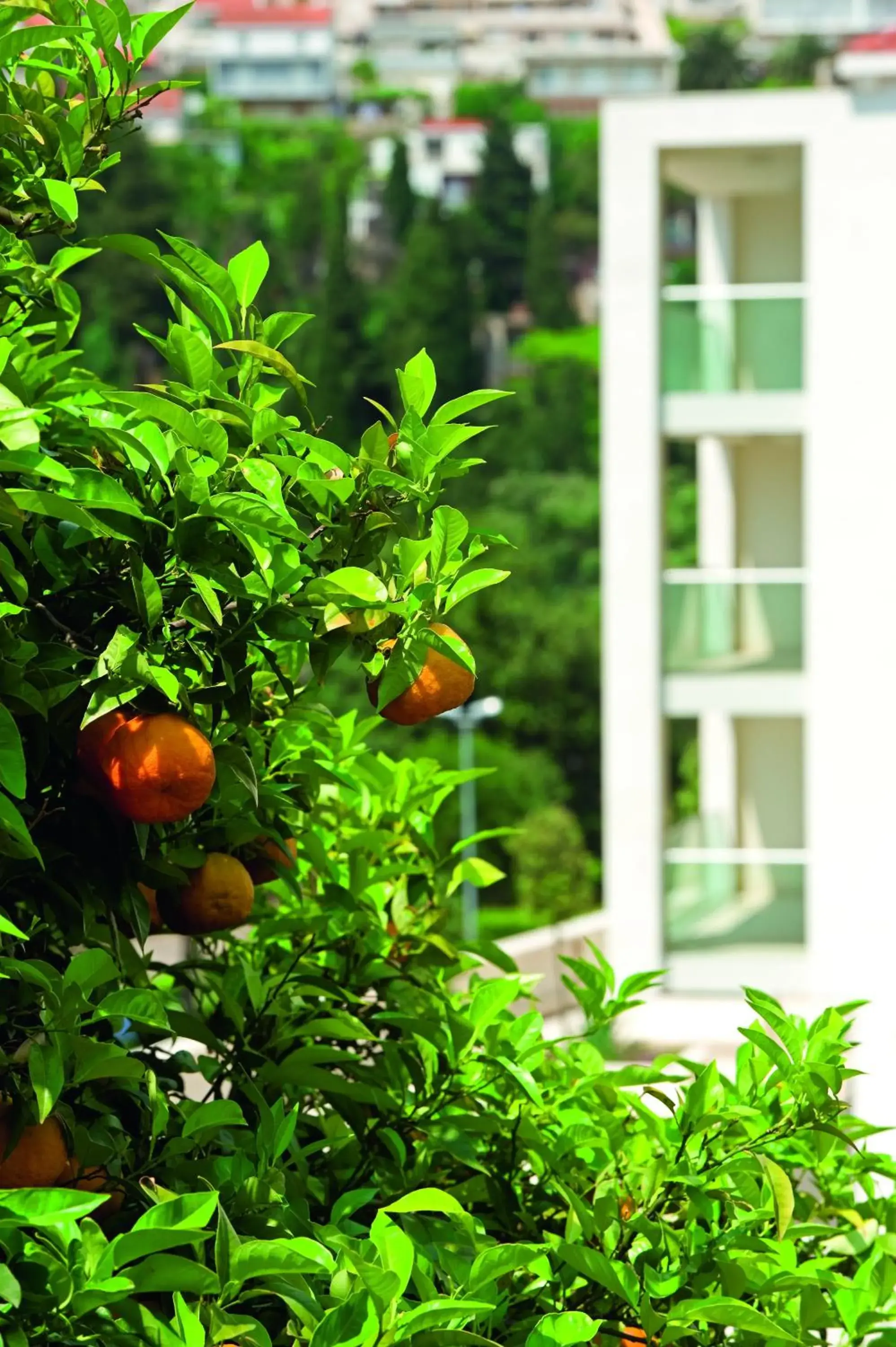 Garden in Dubrovnik Luxury Residence – L’Orangerie