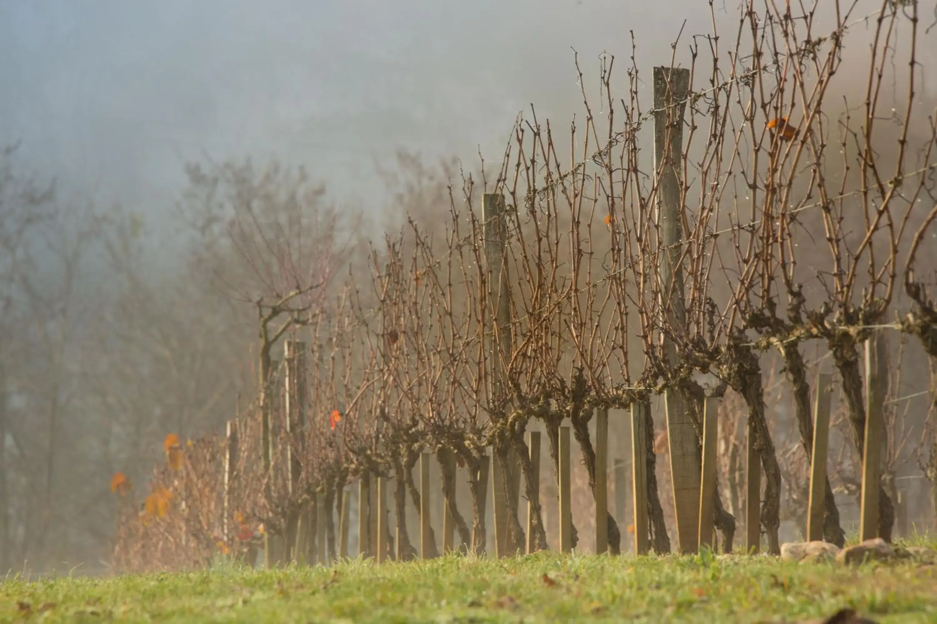 Garden view in Hôtel-Spa Le Saint Cirq Garden view in Hôtel-Spa Le Saint Cirq
