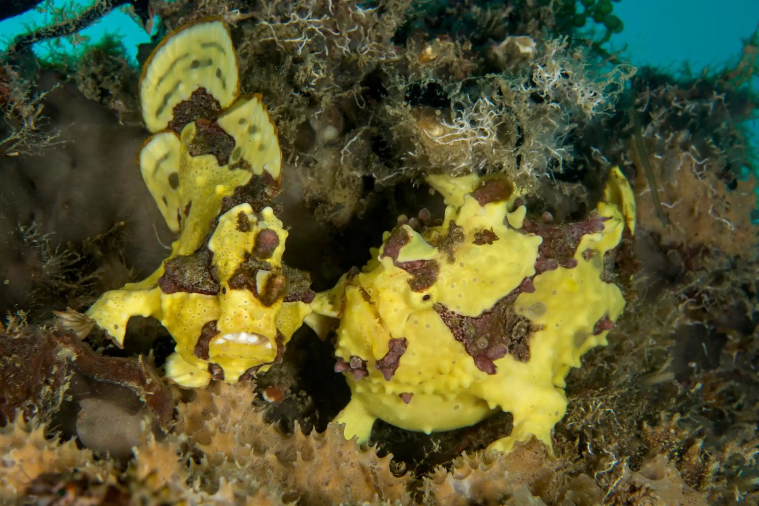 Diving in Punta Bulata White Beach Resort & Spa