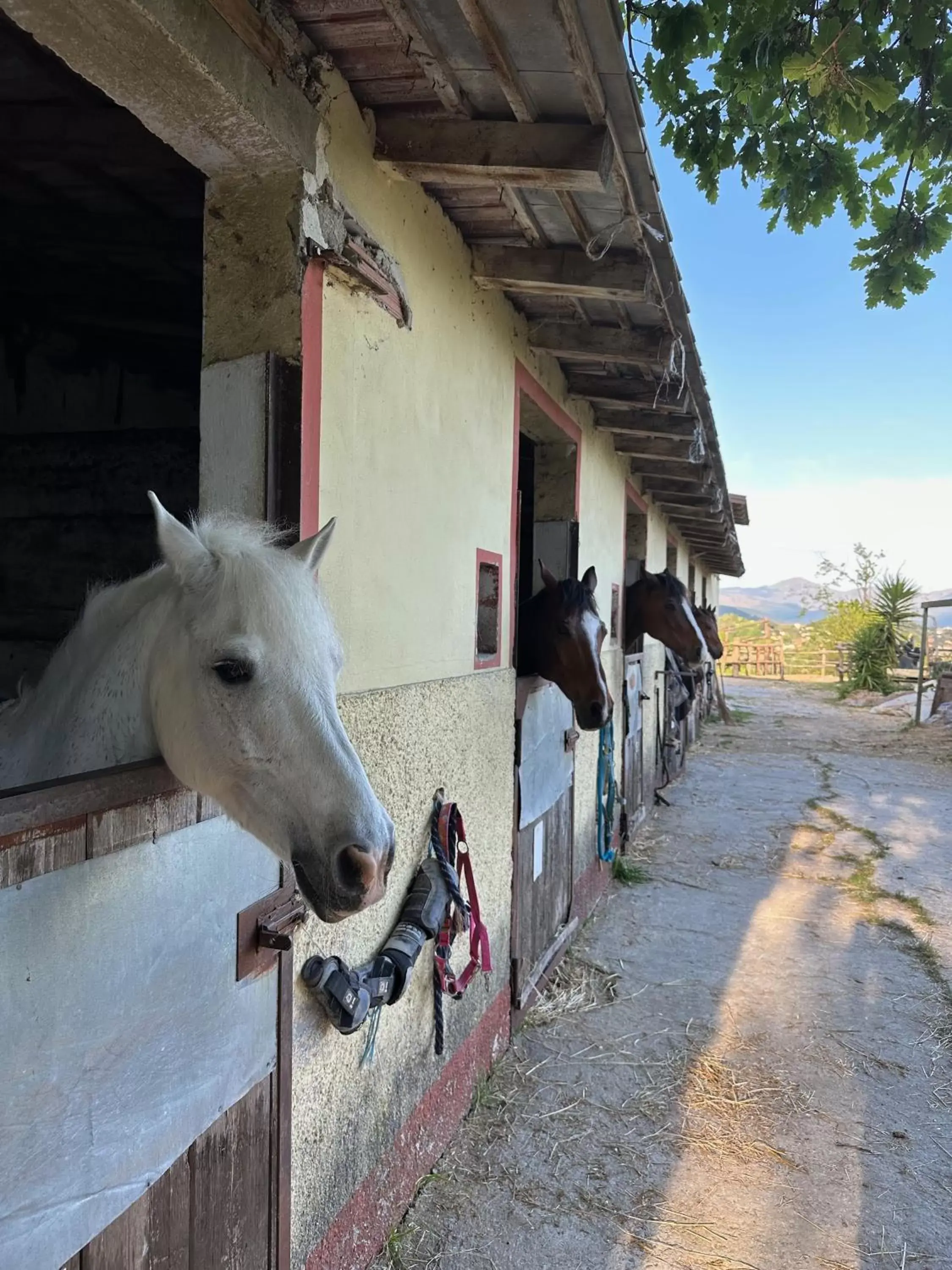 Horse-riding, Other Animals in Gli Scogli Luxury Residence Hotel