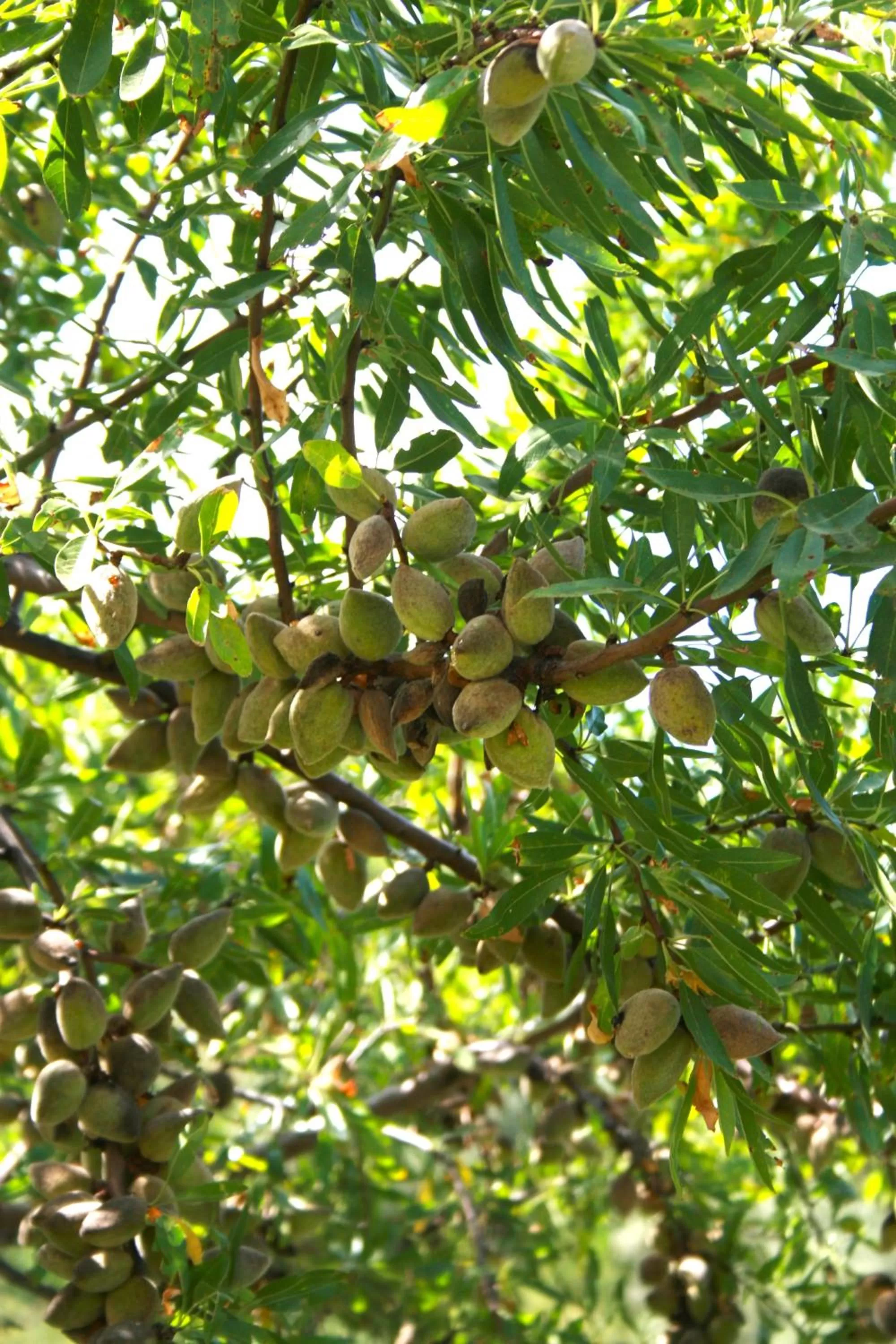 Garden in Il Podere dell'Angelo Old Country House