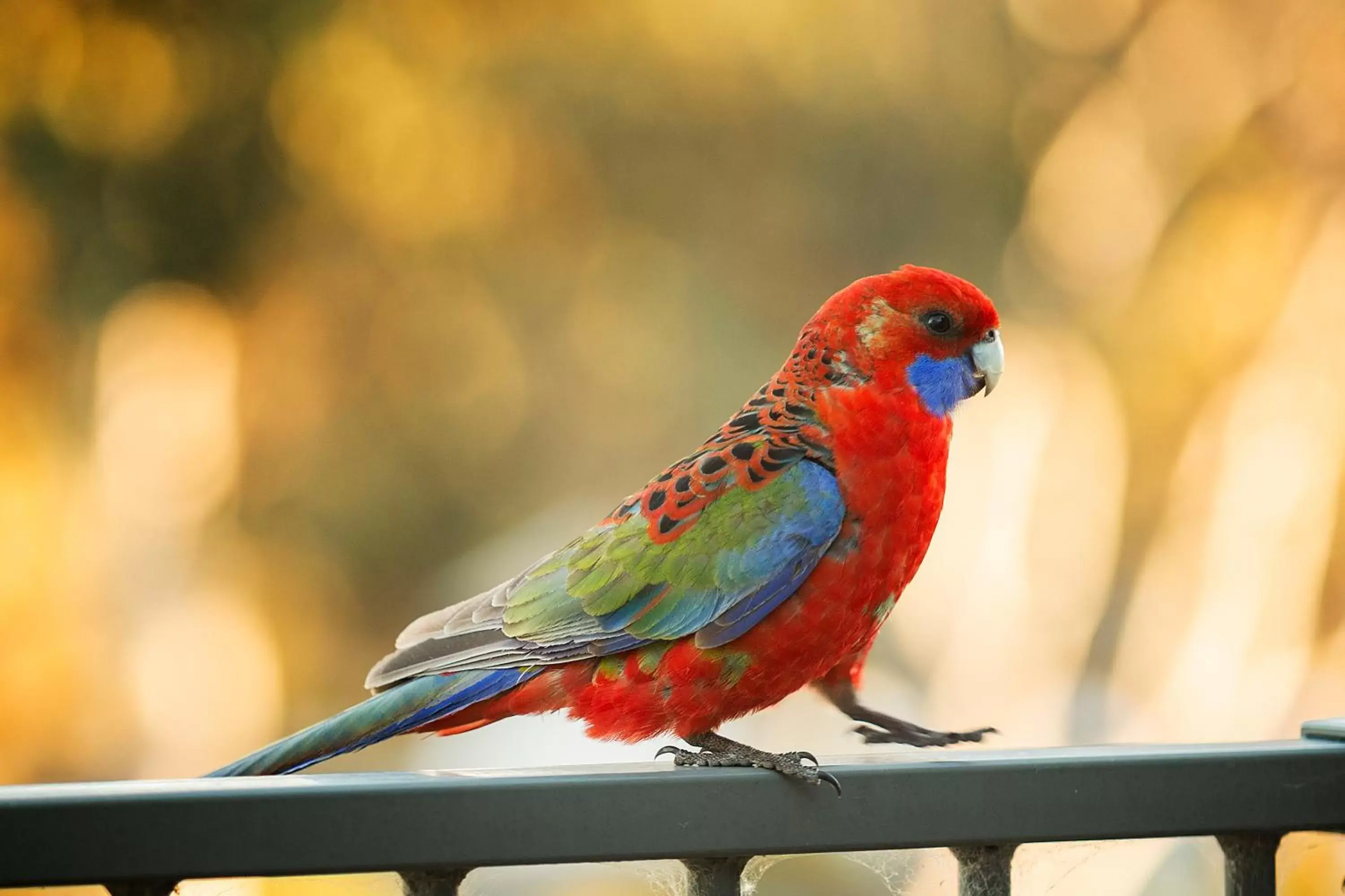 Bird's eye view, Other Animals in Alivio Tourist Park Canberra