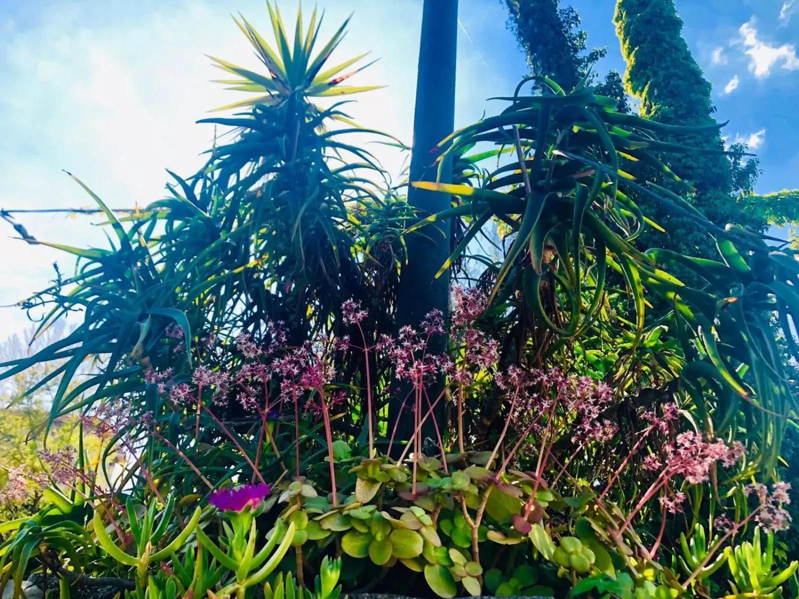 Garden in Hotel Bellavista