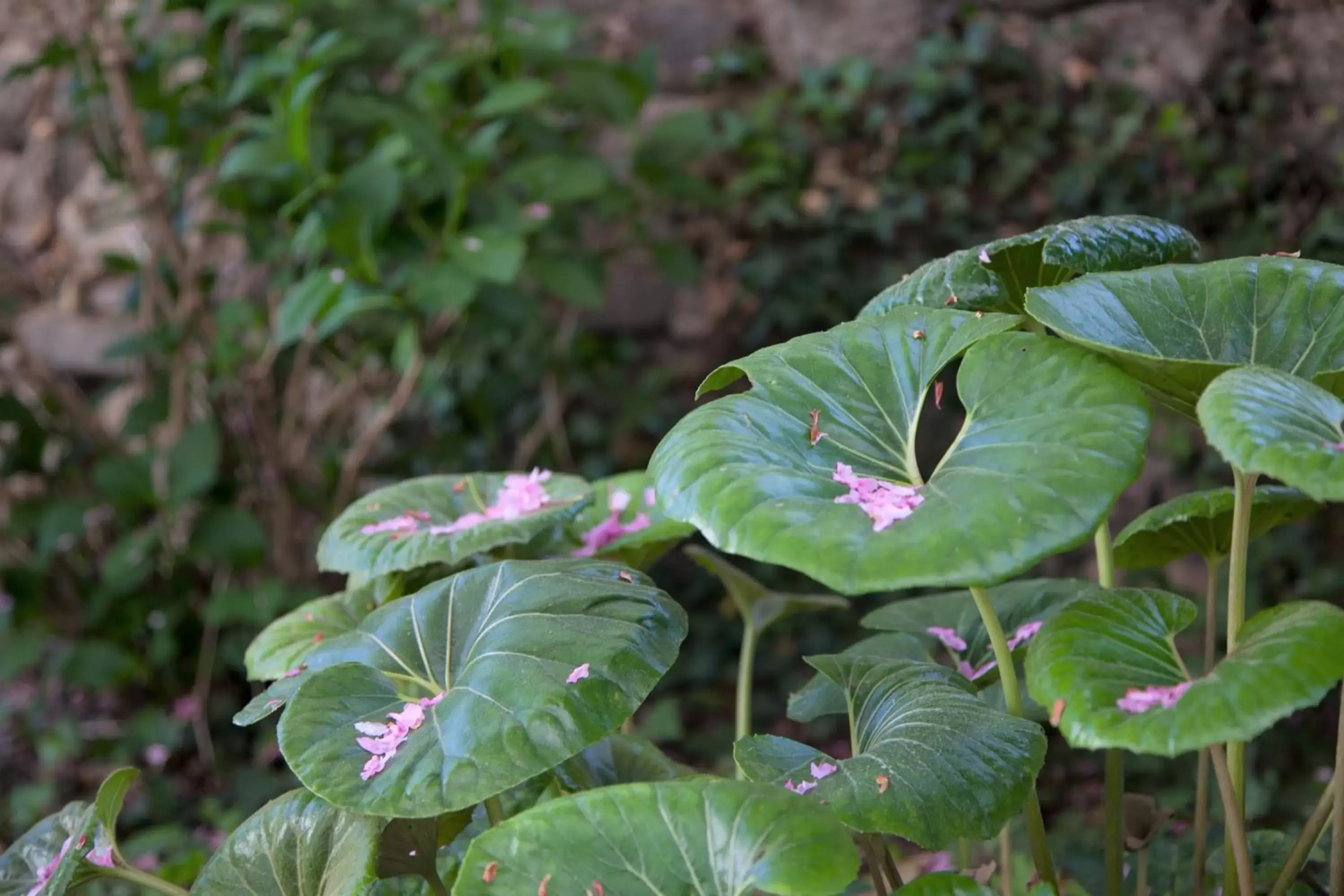 Garden in Casa Das Obras