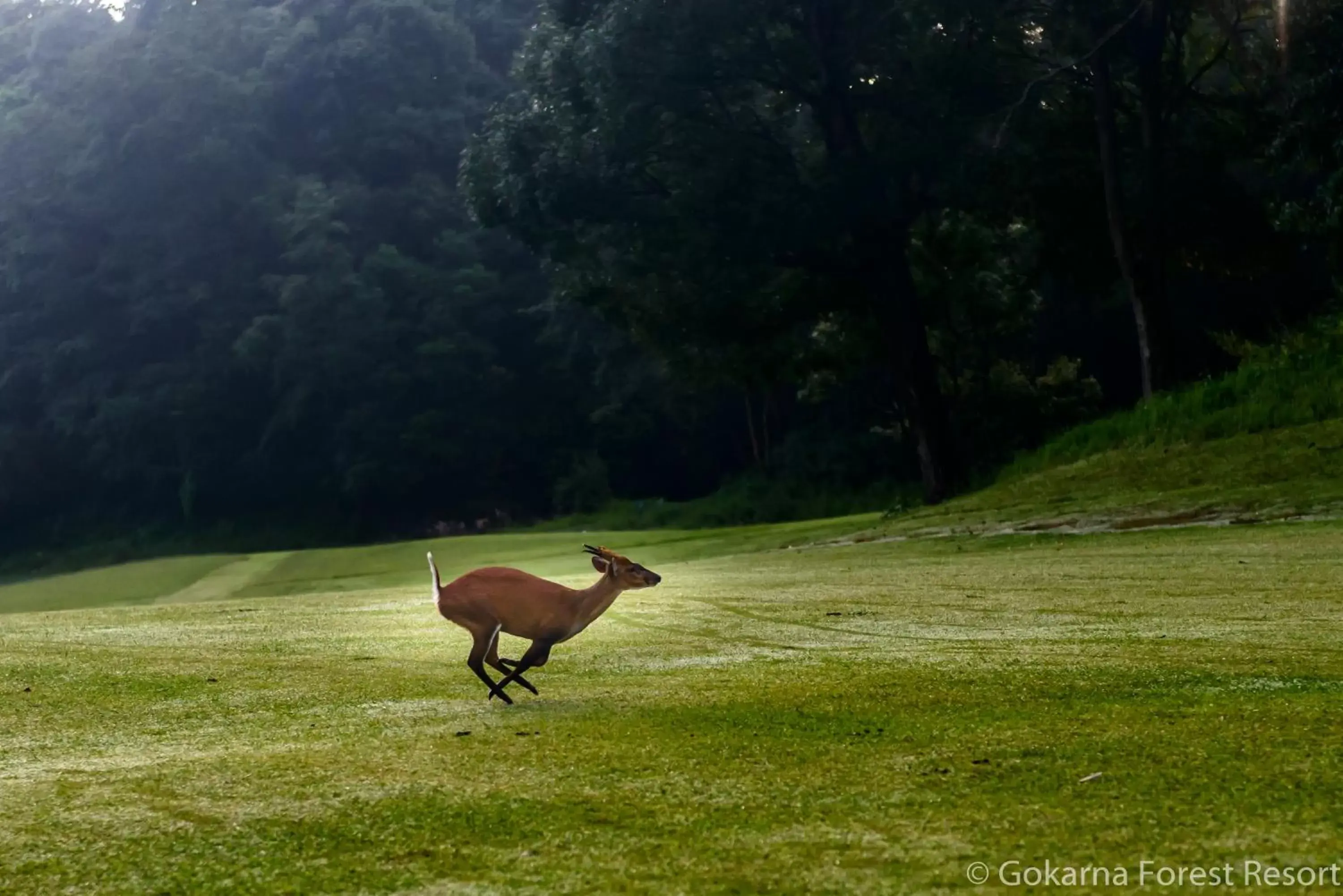 Golfcourse, Other Animals in Gokarna Forest Resort