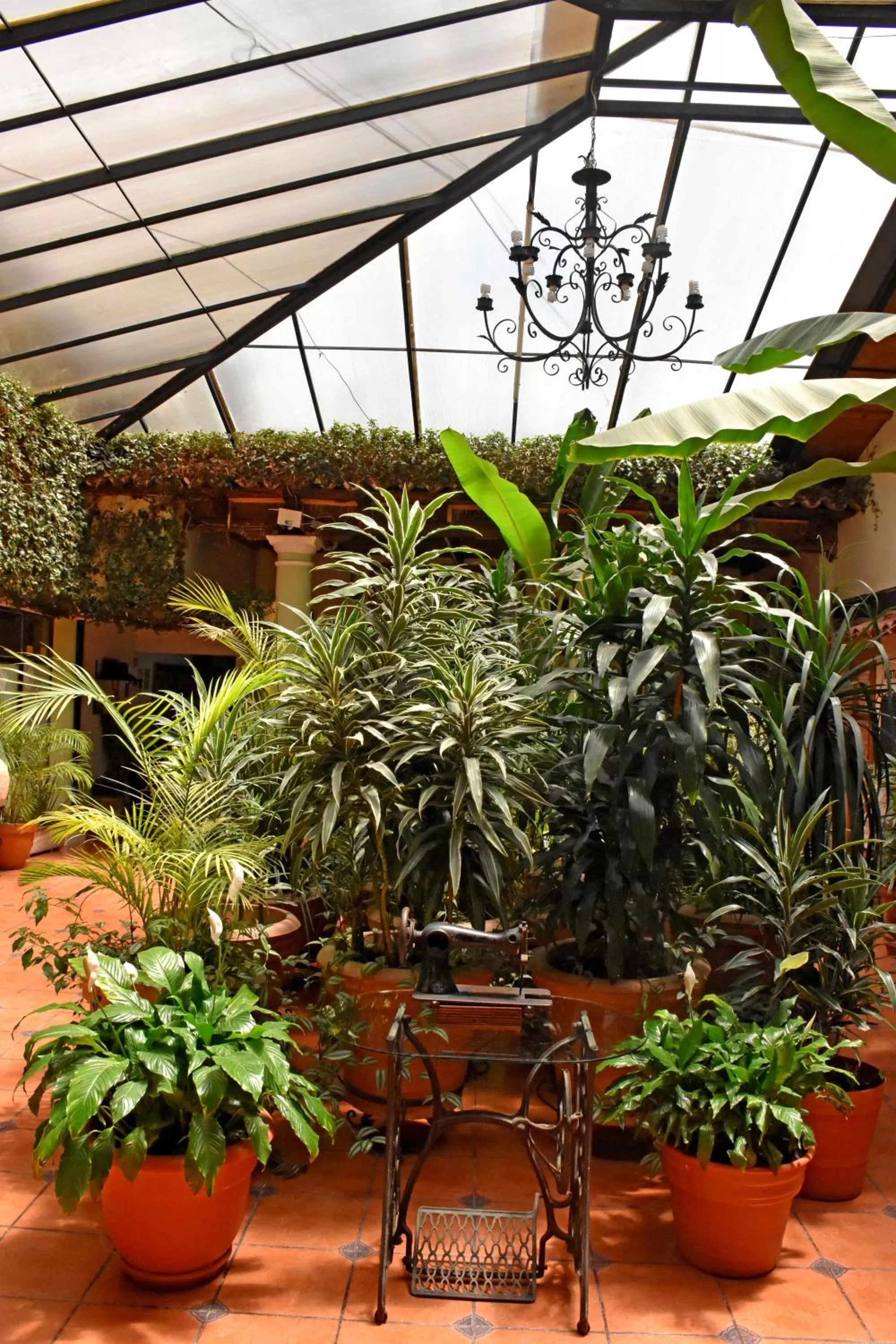 Garden in Hotel San Luis