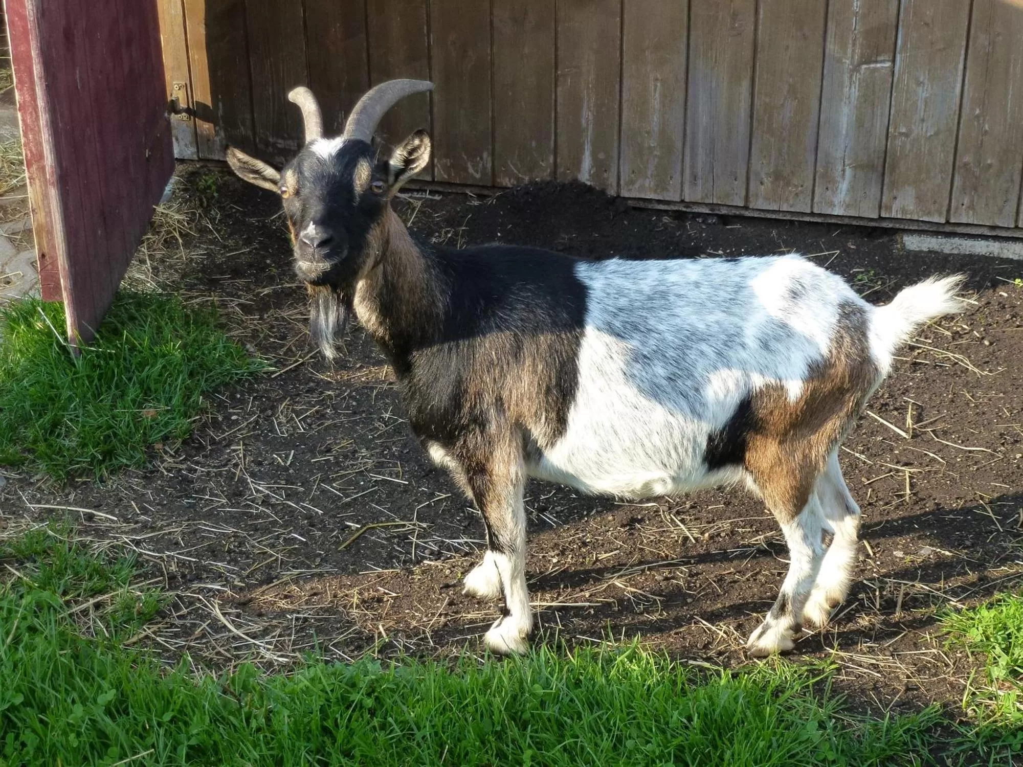 Animals in Beim Haxenwirt