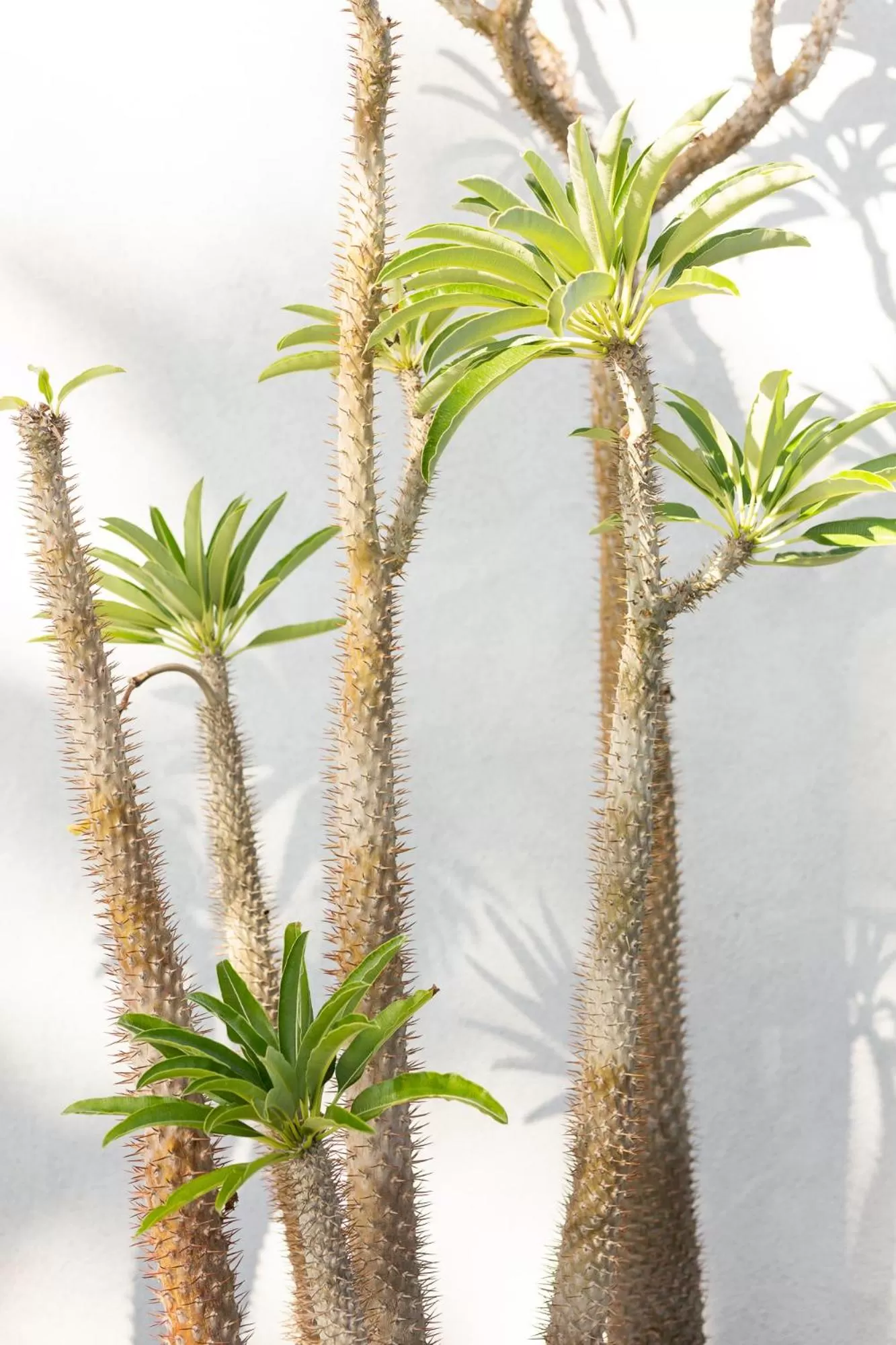 Natural landscape in The Palm Springs Hotel