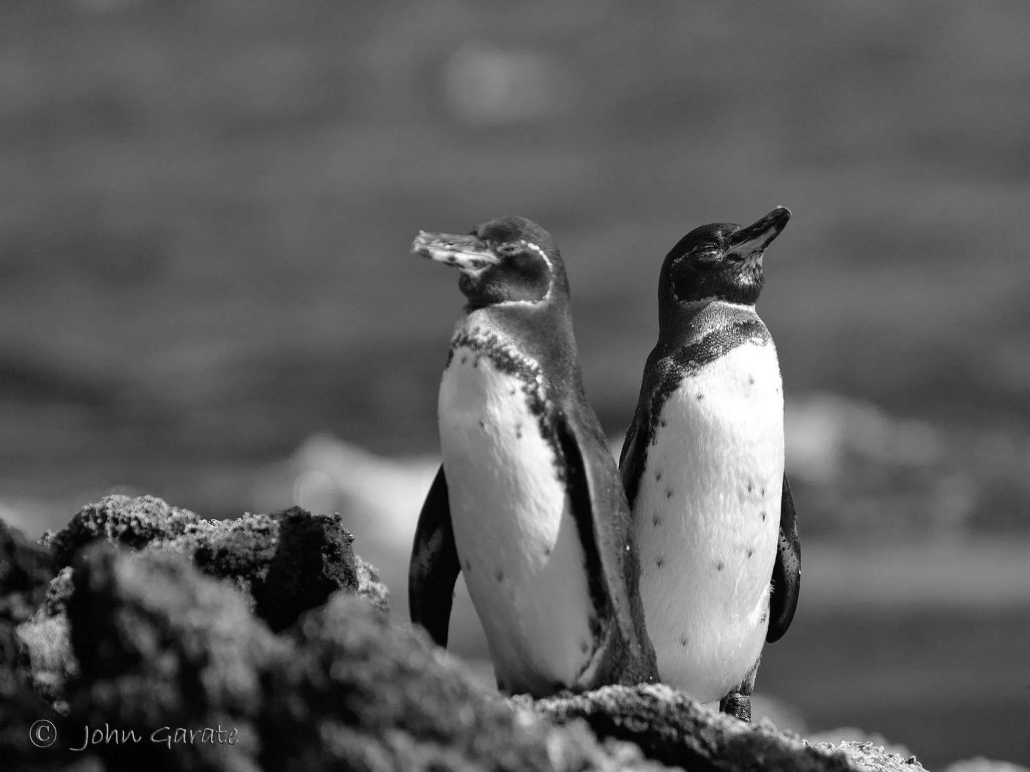 Other in Torre Mar Galapagos Boutique Suites