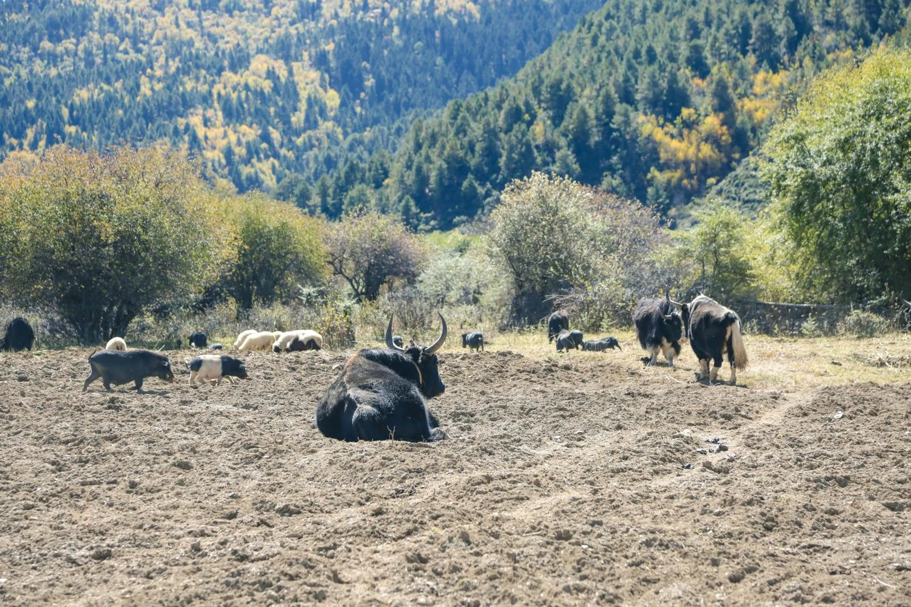 Other in Banyan Tree Ringha