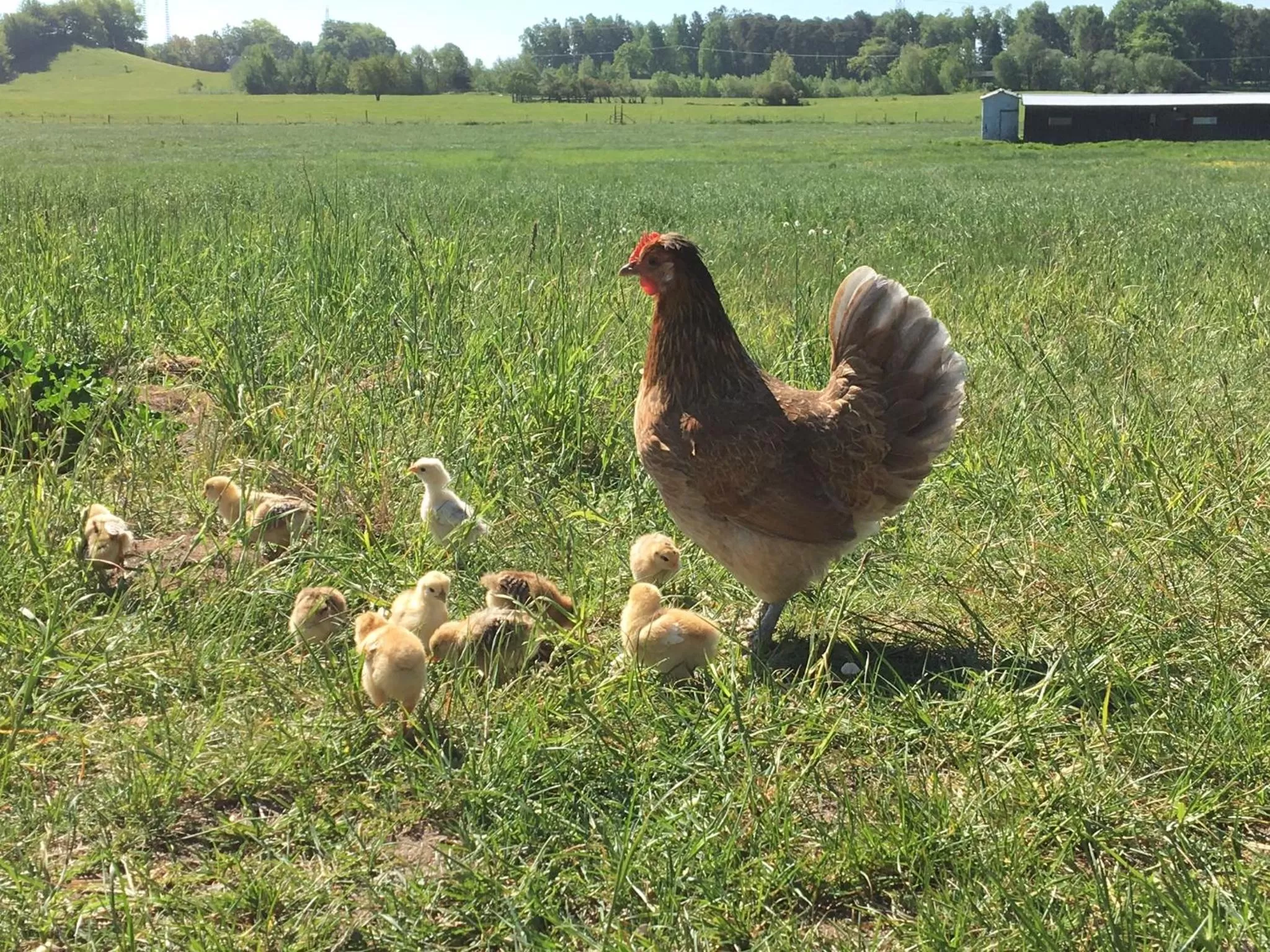 Animals in Tryde 1303 B&B på Österlen