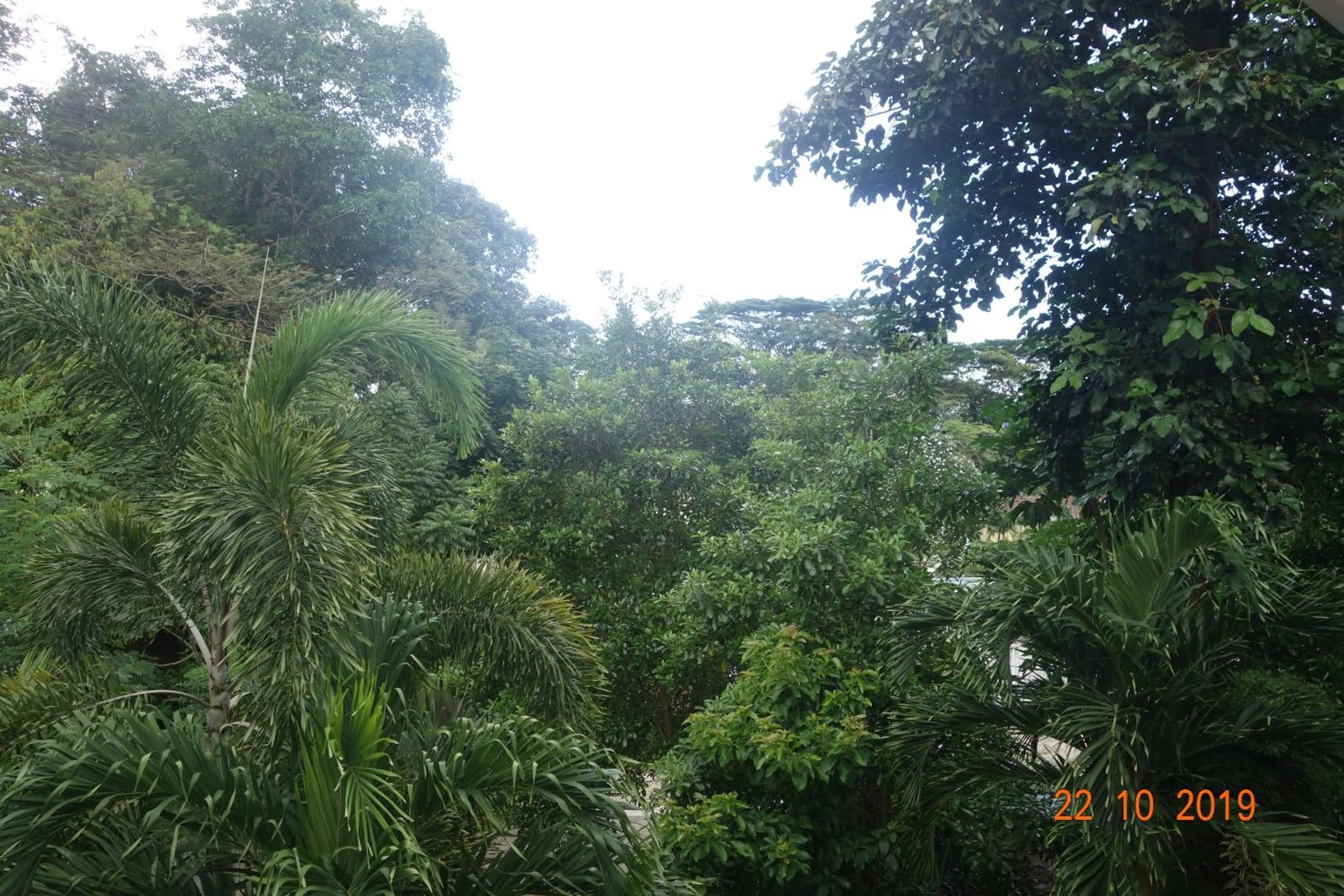 View (from property/room) in Forest Lodge