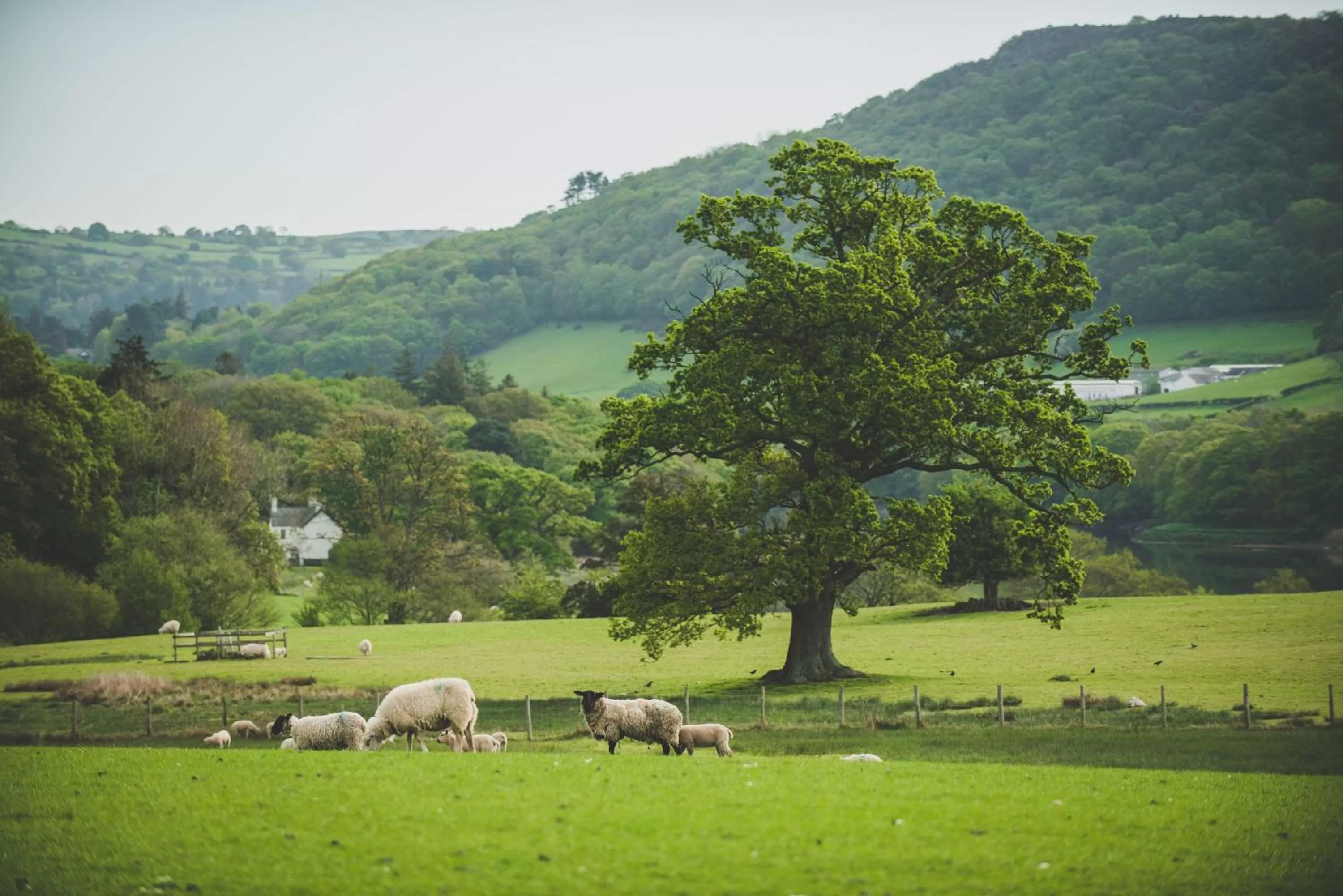 Natural landscape in Caer Rhun Hall Hotel