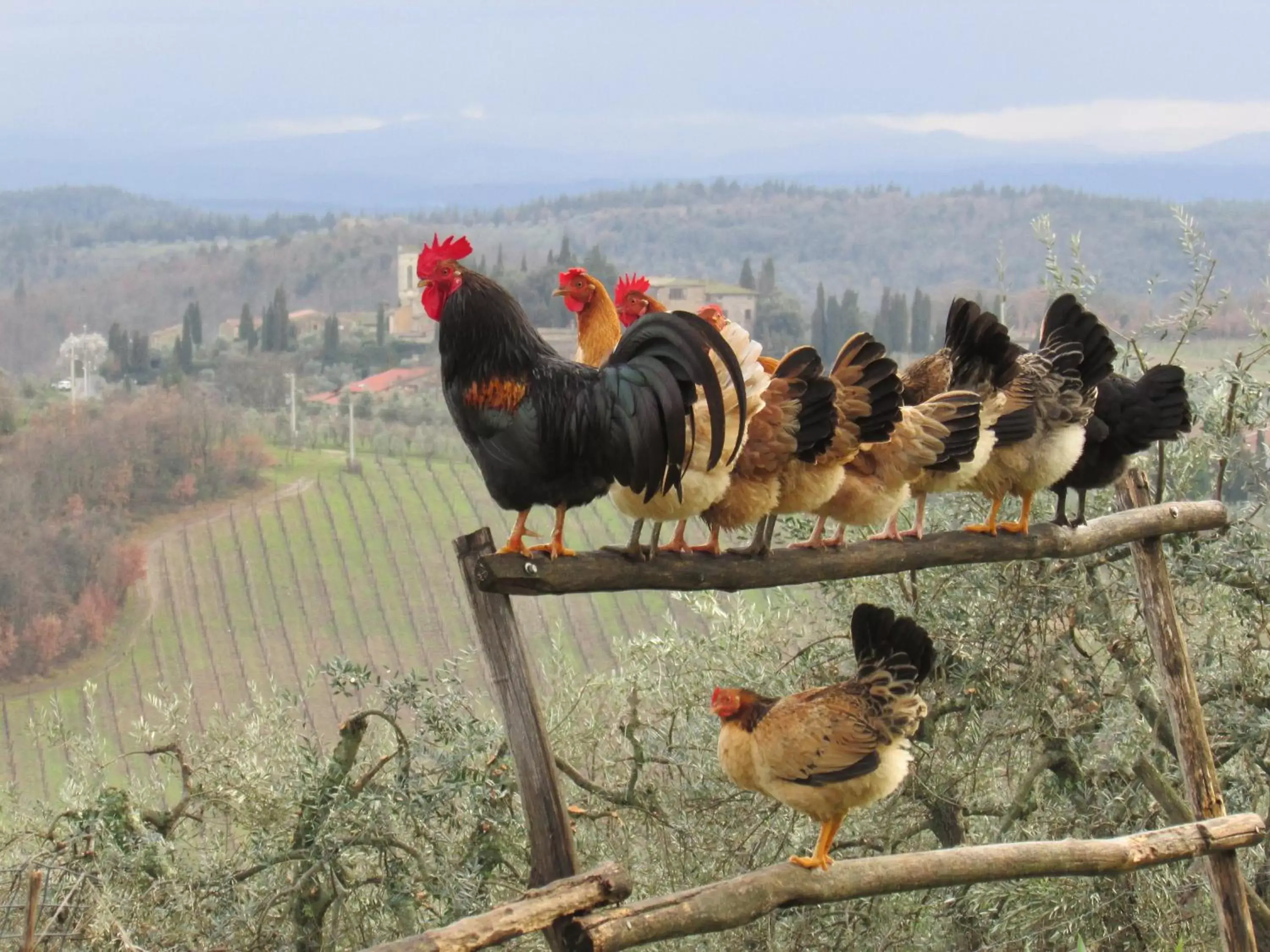 Mountain view, Other Animals in Le Terrazze Del Chianti