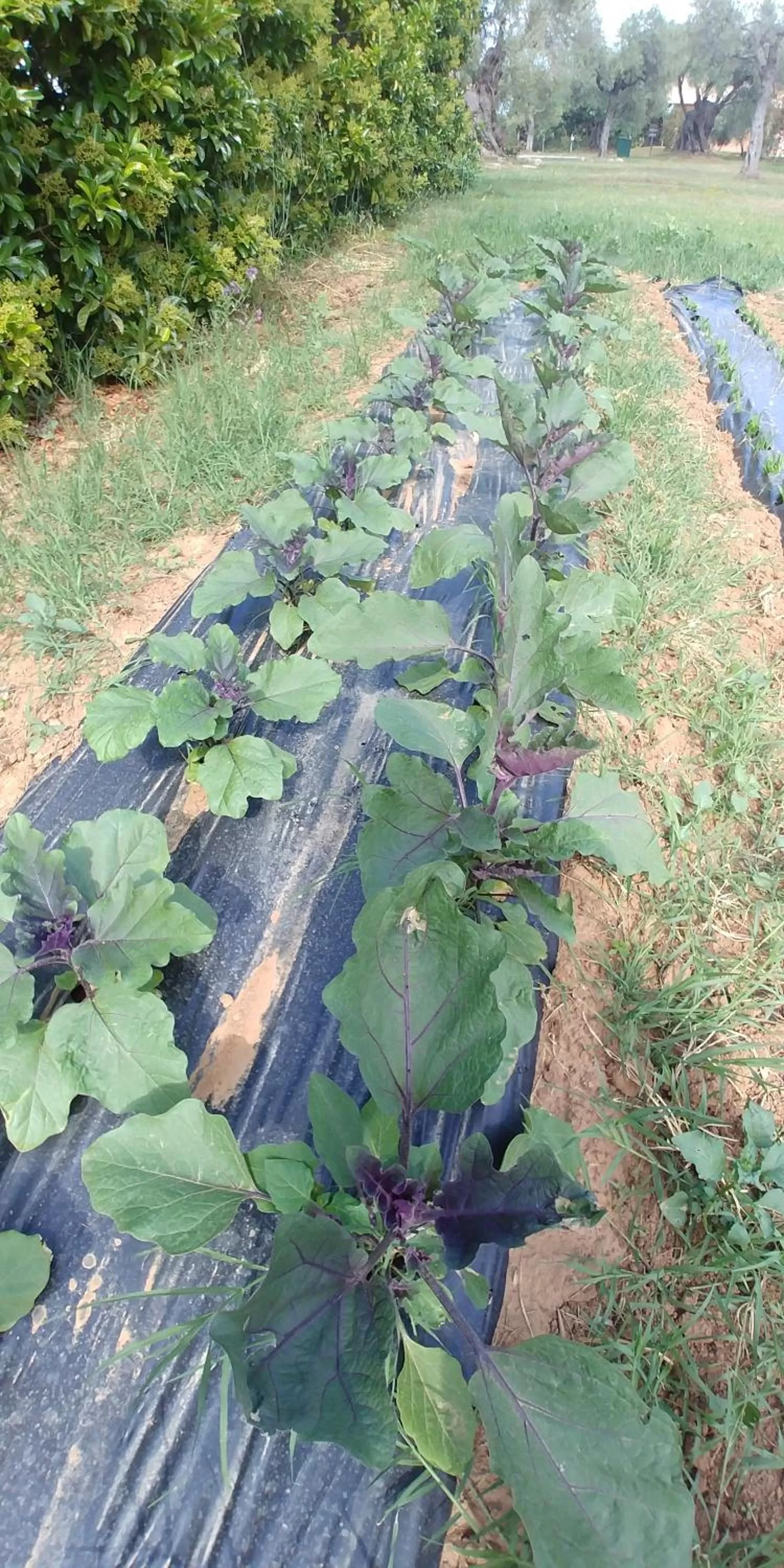 Natural landscape in La Piana degli Ulivi