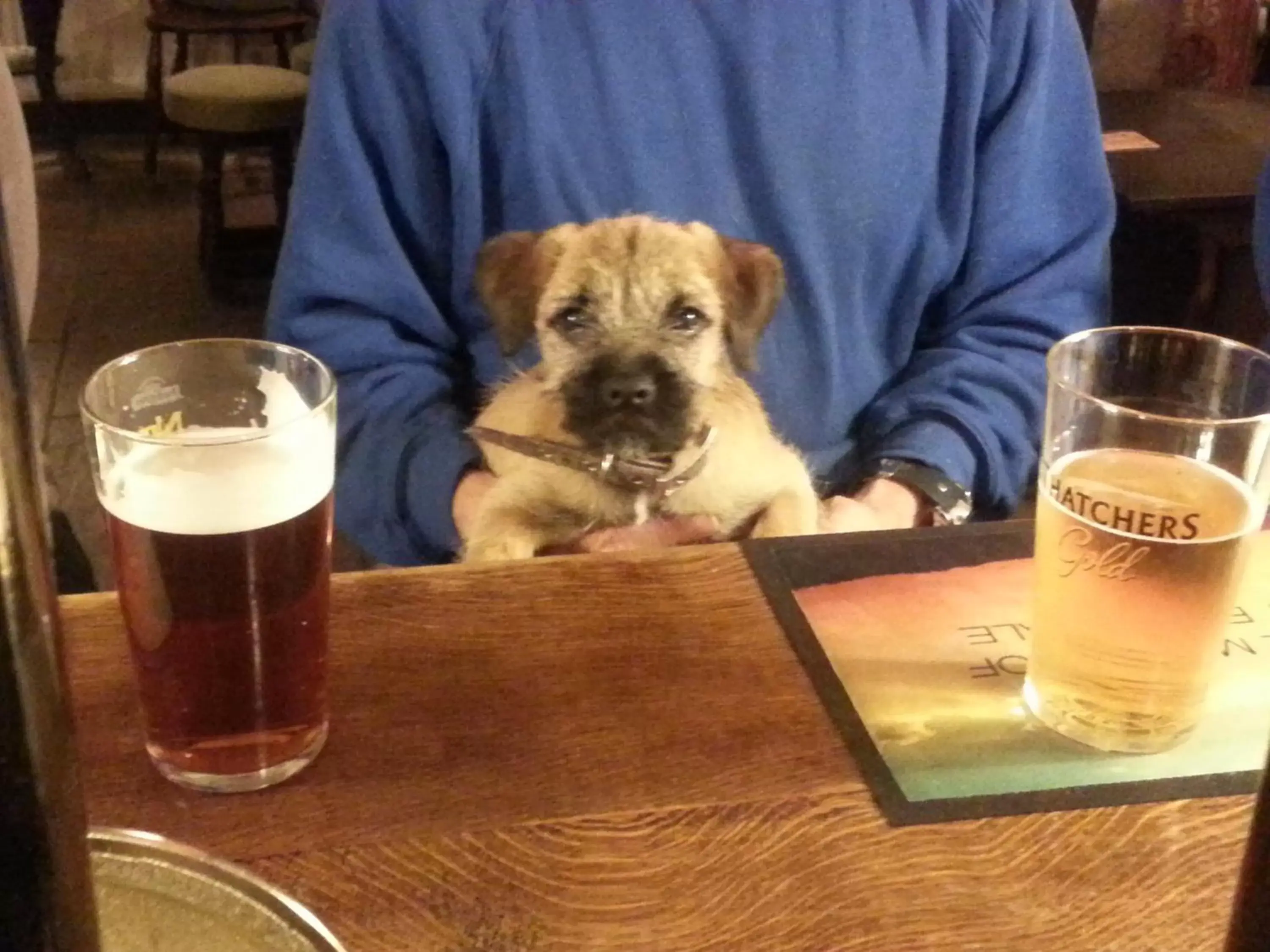 Pets in The Castle Arms Inn
